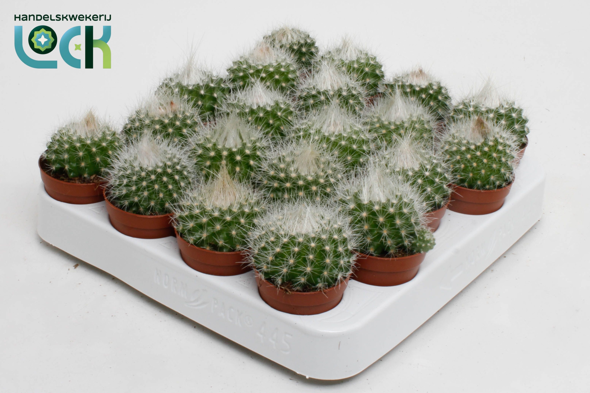 Parodia Penicilata, D 5,5 cm