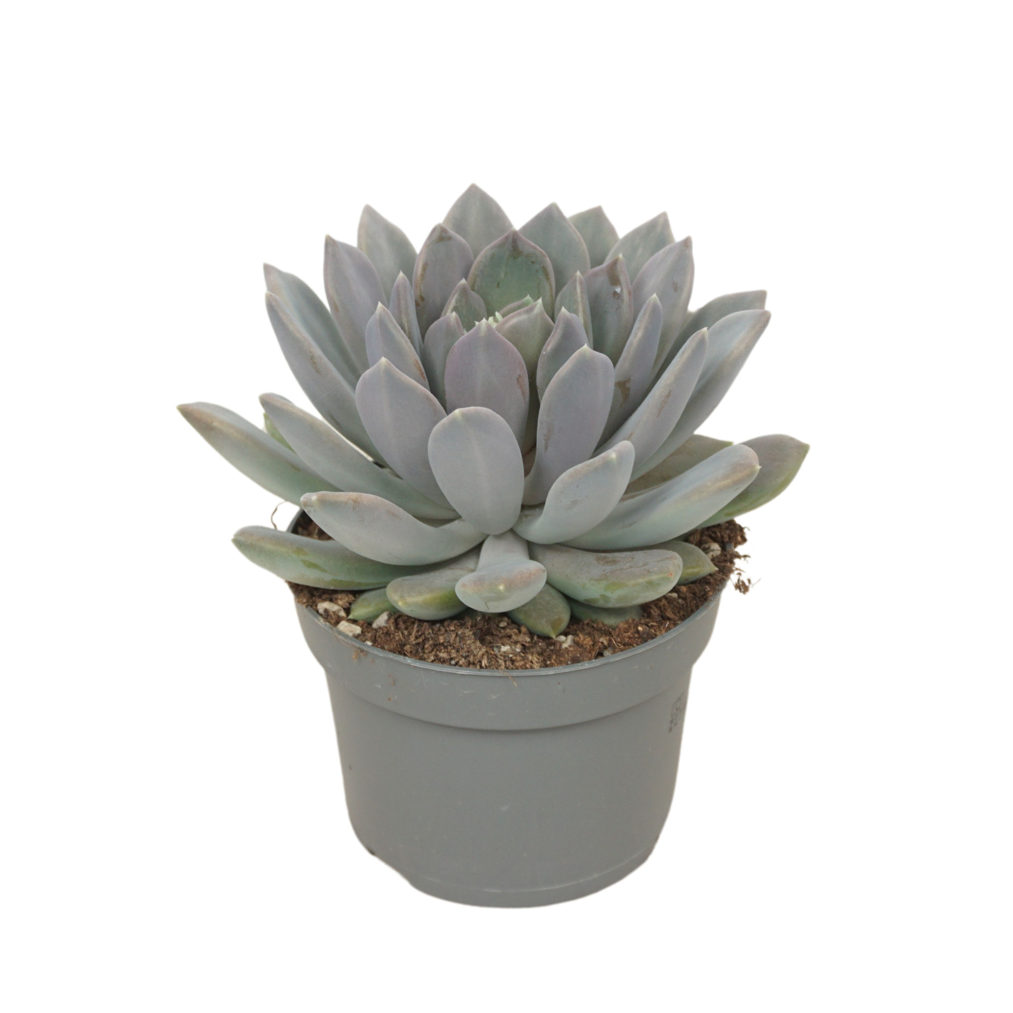 Pachyveria draco 13 cm, D 13
