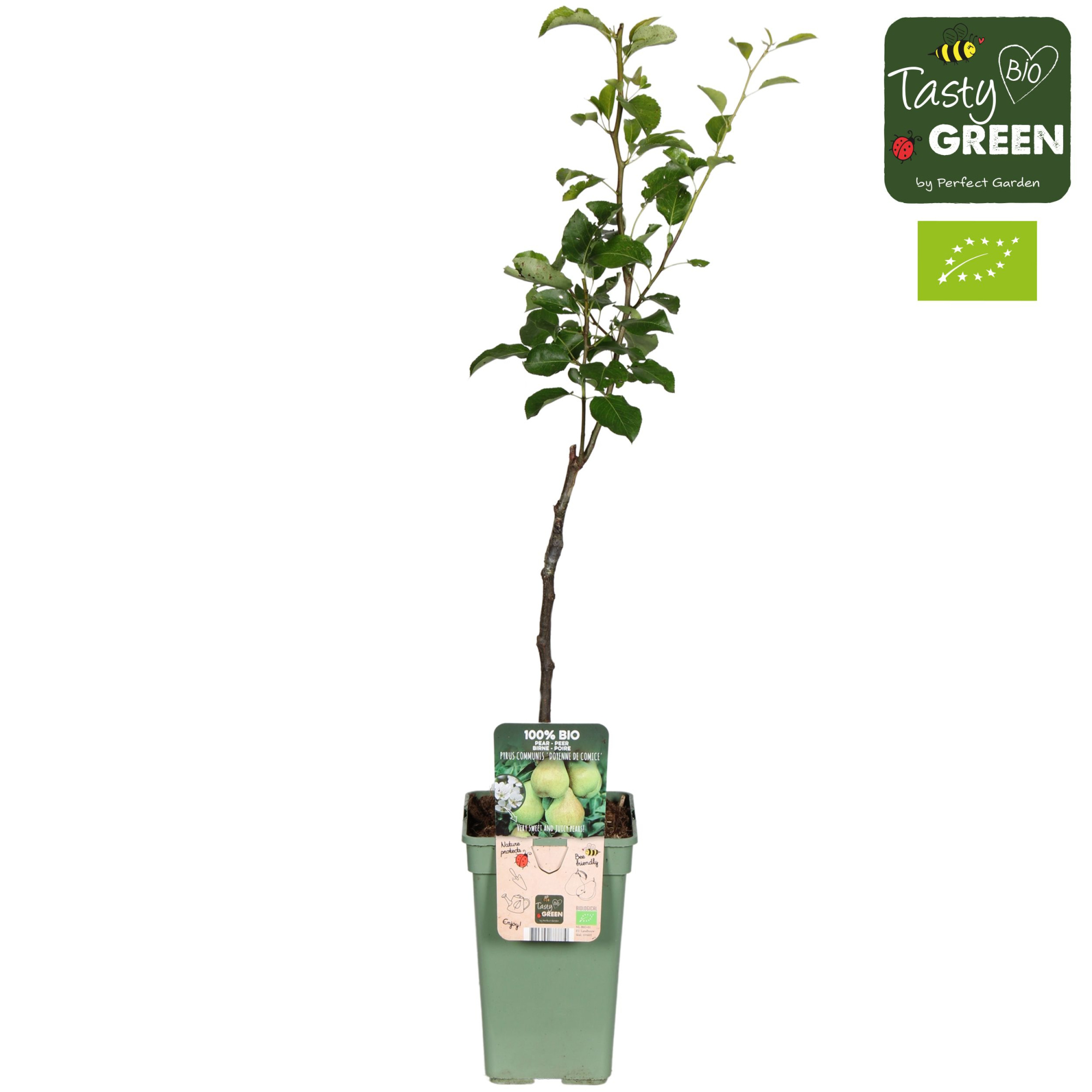 Pyrus communis 'Doyenne du Comice' Bio P19, D 19 cm