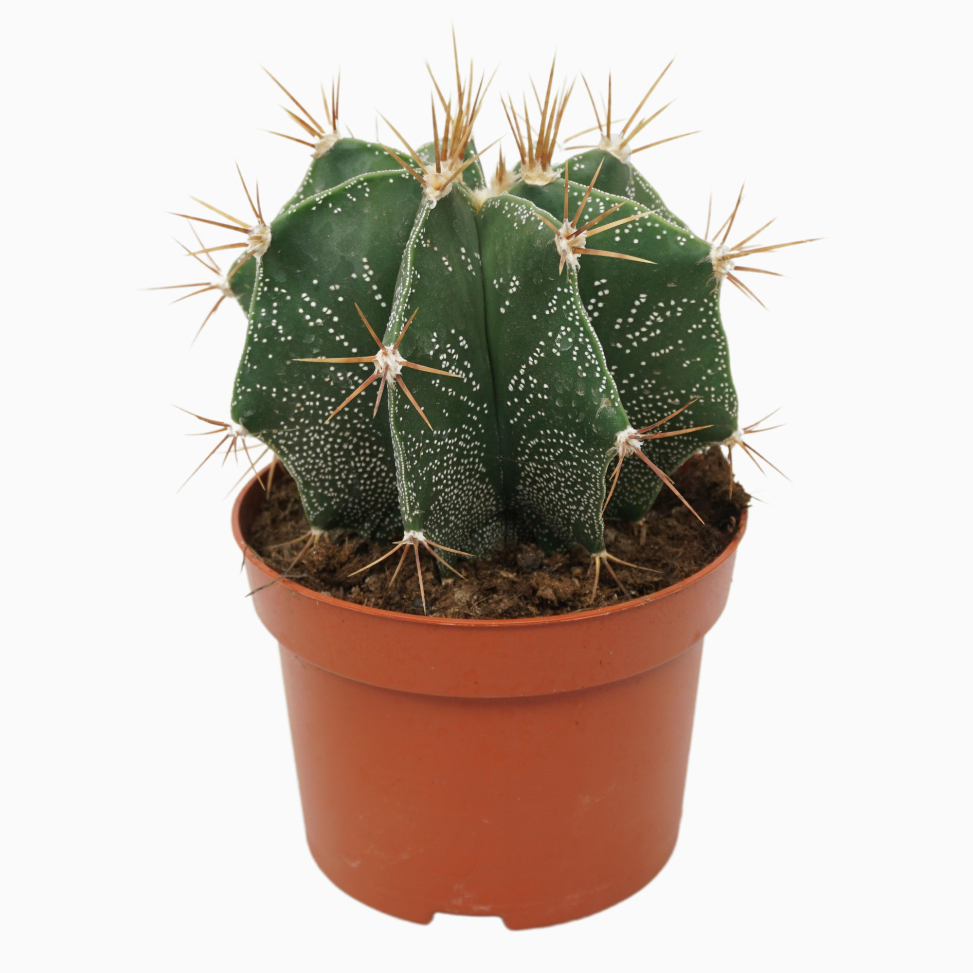 Astrophytum ornatum 13 cm, D 13