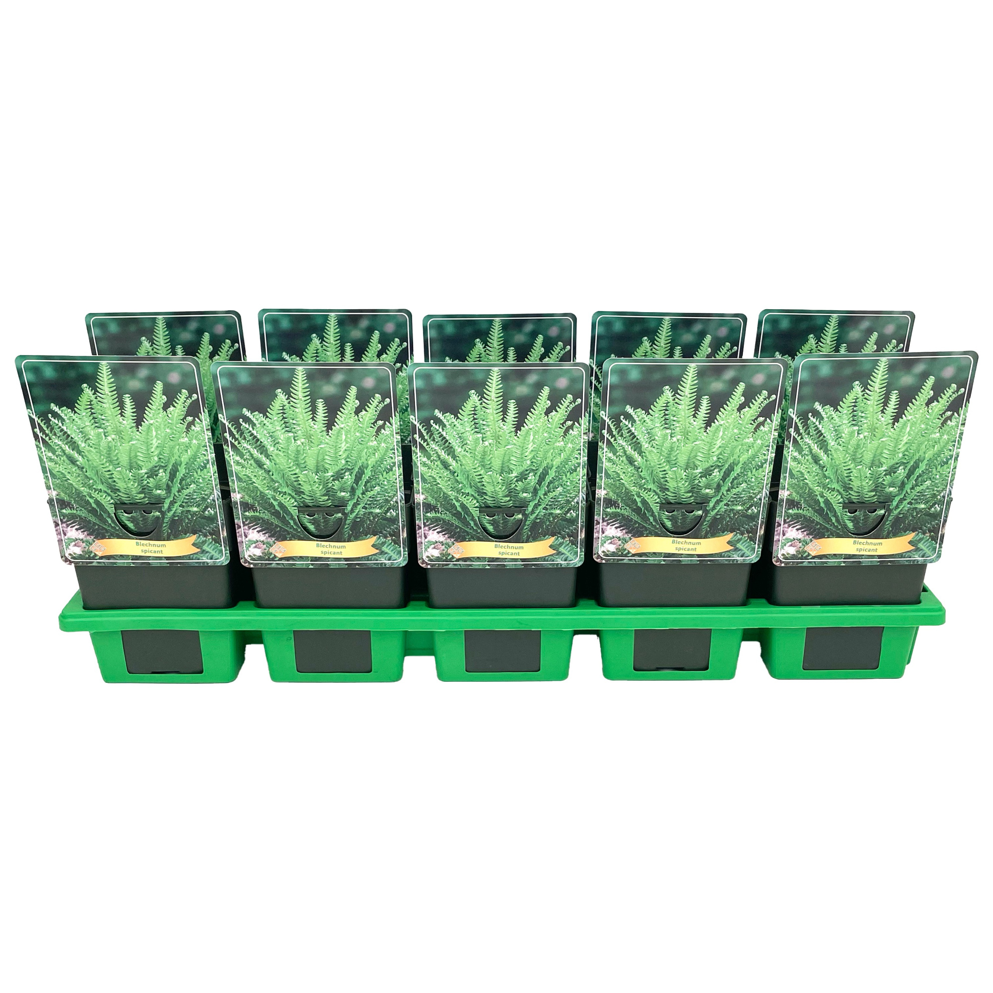 Blechnum spicant P11, D 11