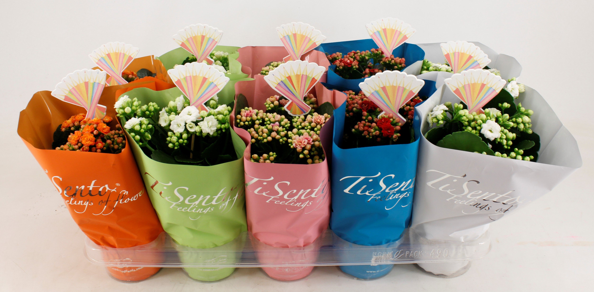 Calandiva 12 cm Back to School Mix + Bijsteker, D 12 cm