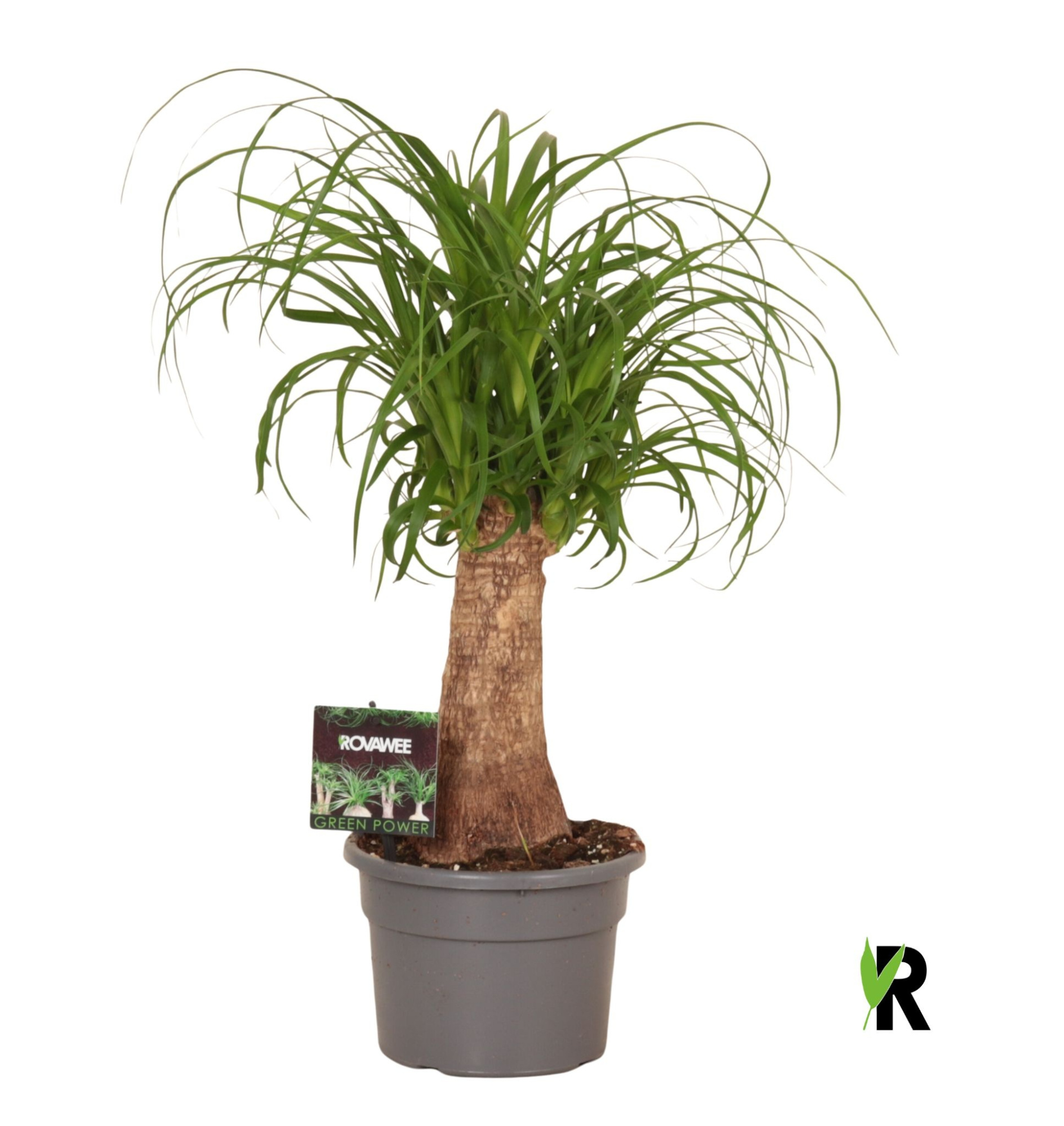 Beaucarnea rec. rechte stam, D 17