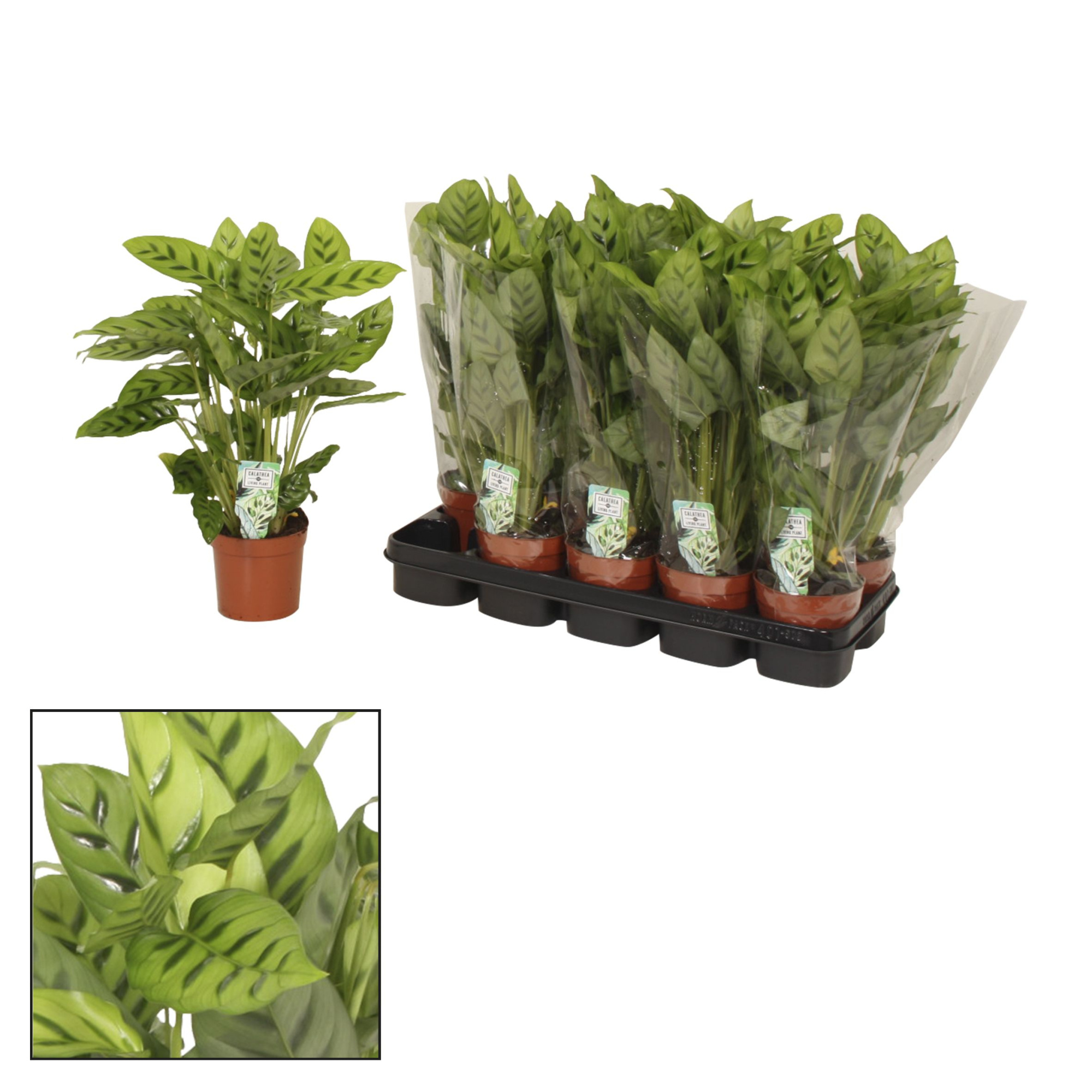 Calathea 12cm Leopardina, D 12 cm