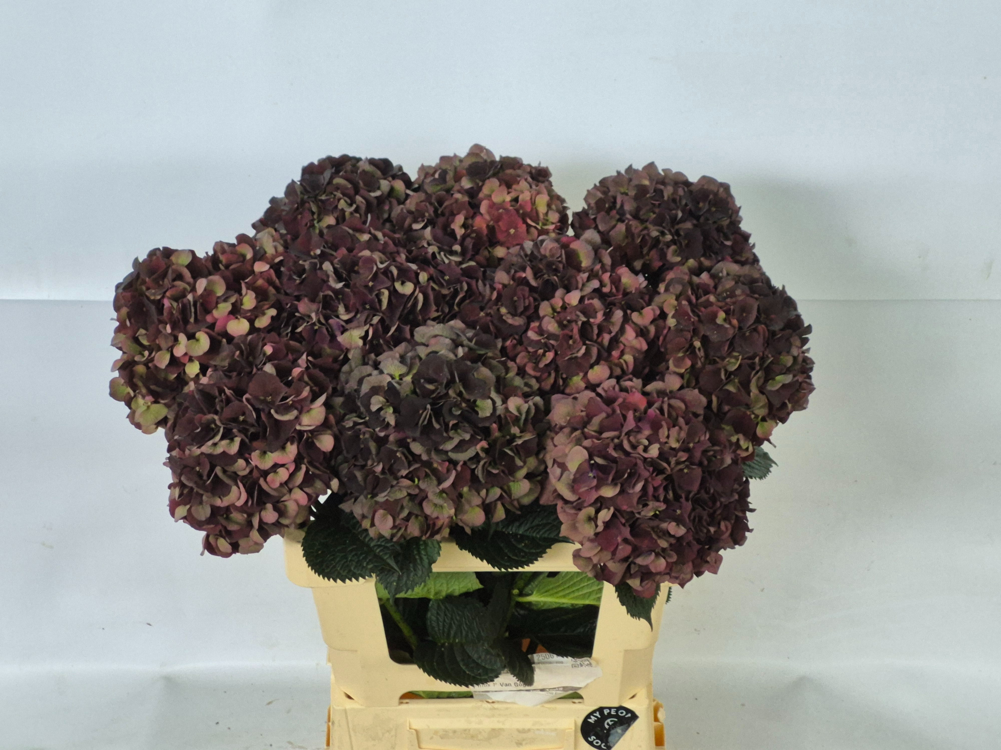 Гортензия Мэджикал Дарк Руби Классик 60, шт.