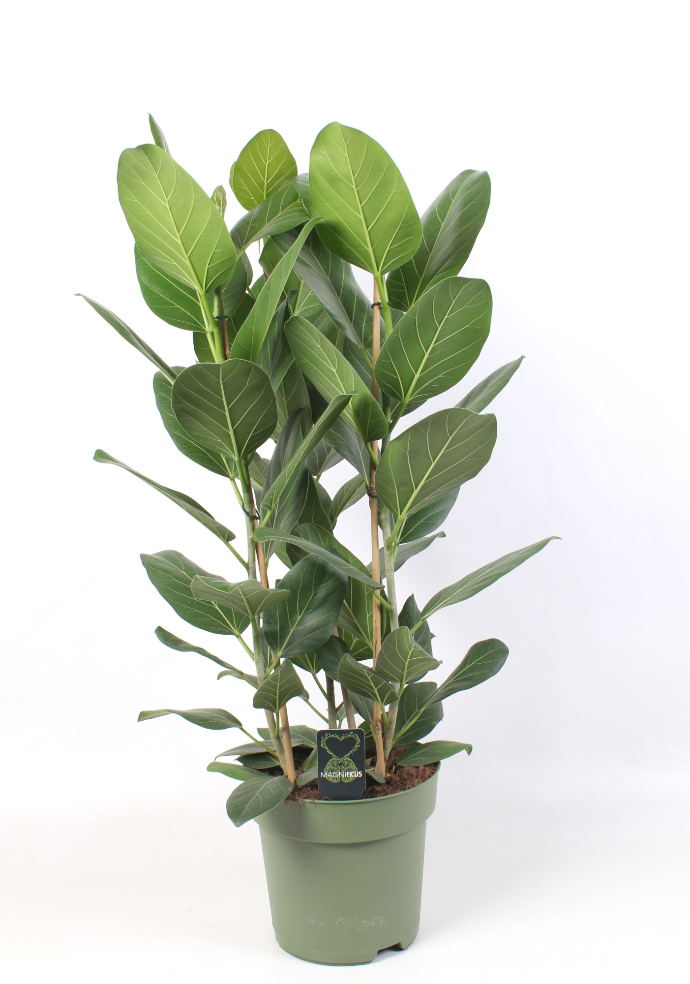 Ficus Audrey toef 3 stekken pp, D 27 cm