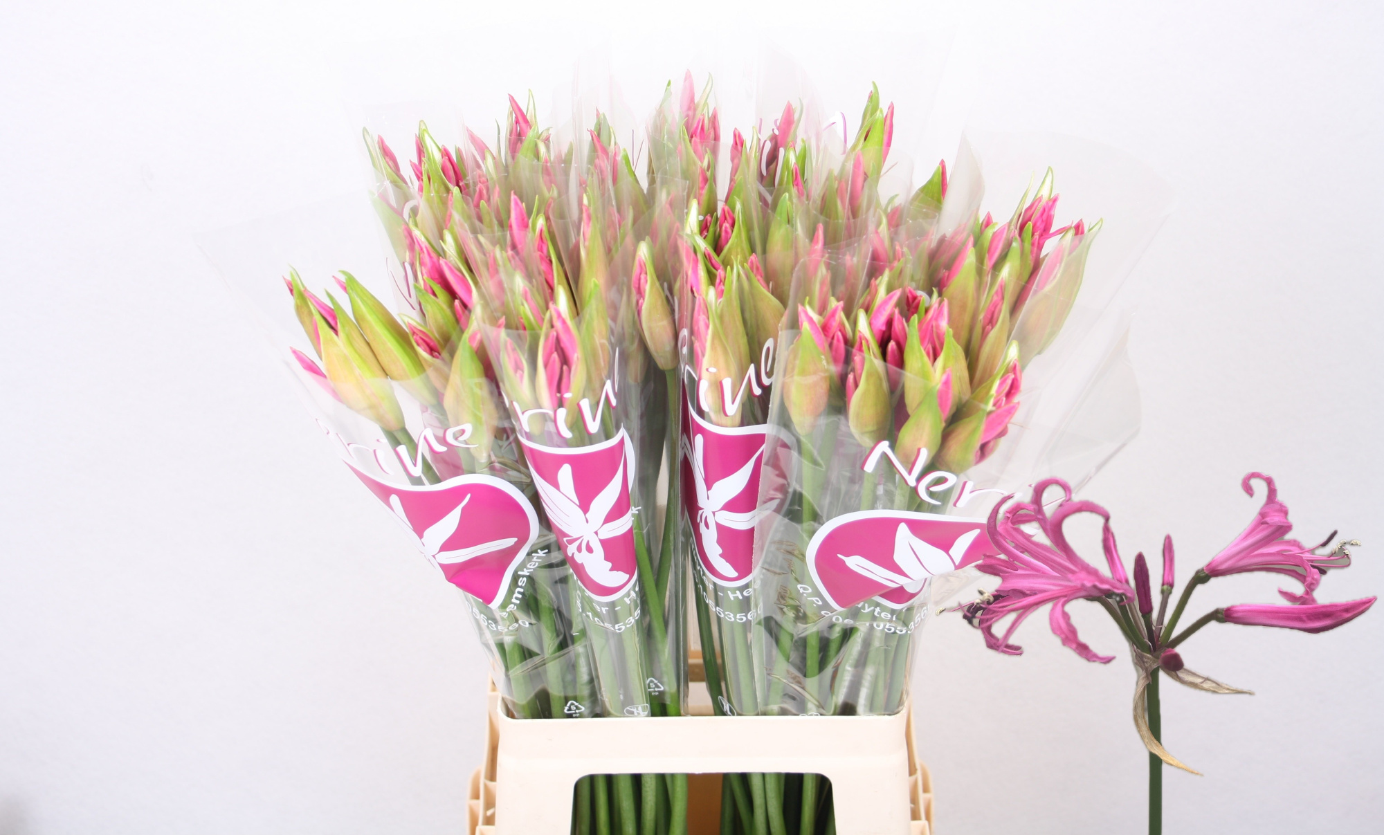 Нерине Рас Ван Рун 70, шт.