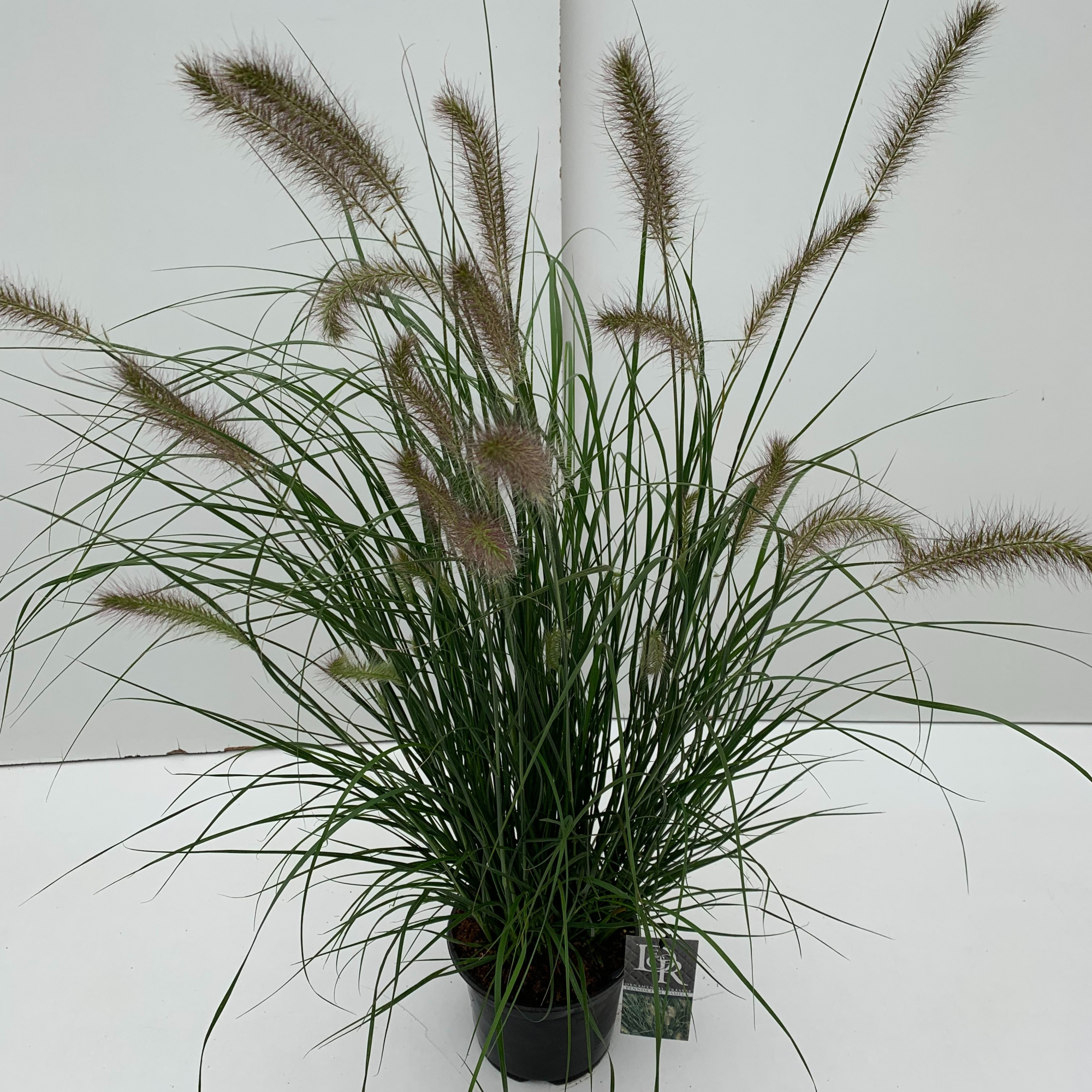 Pennisetum 'Hameln', D 19 cm