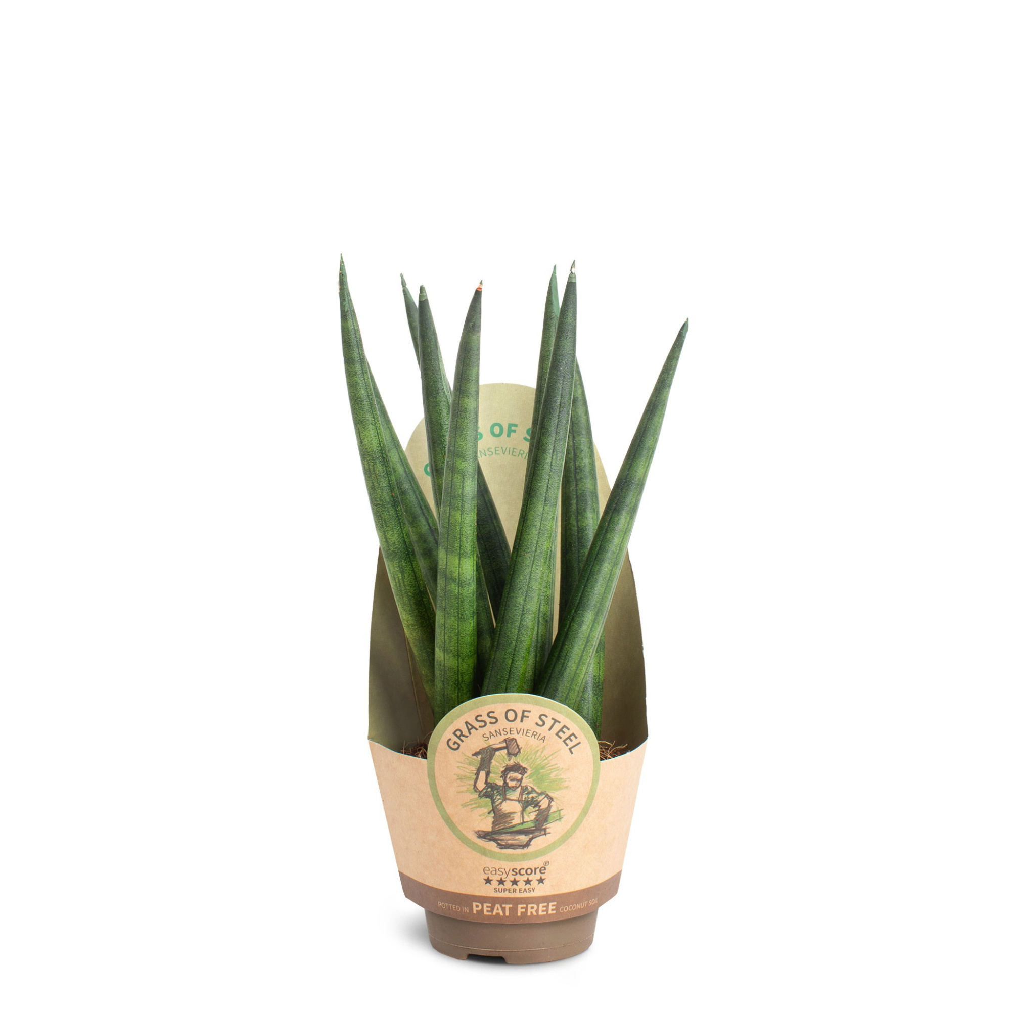 Sansevieria cylindrica Spaghetti, D 6