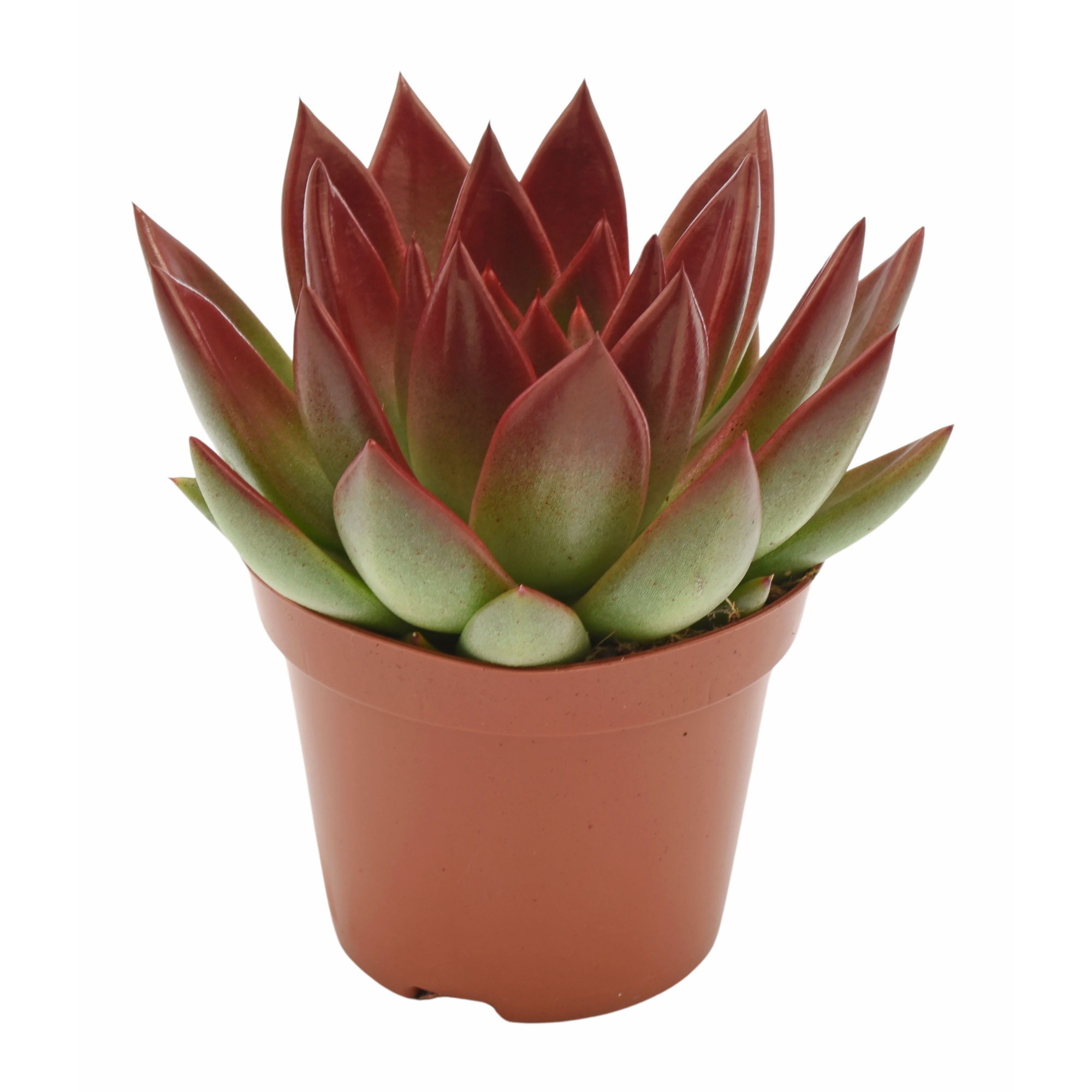 Echeveria coloured red festival, D 12 cm