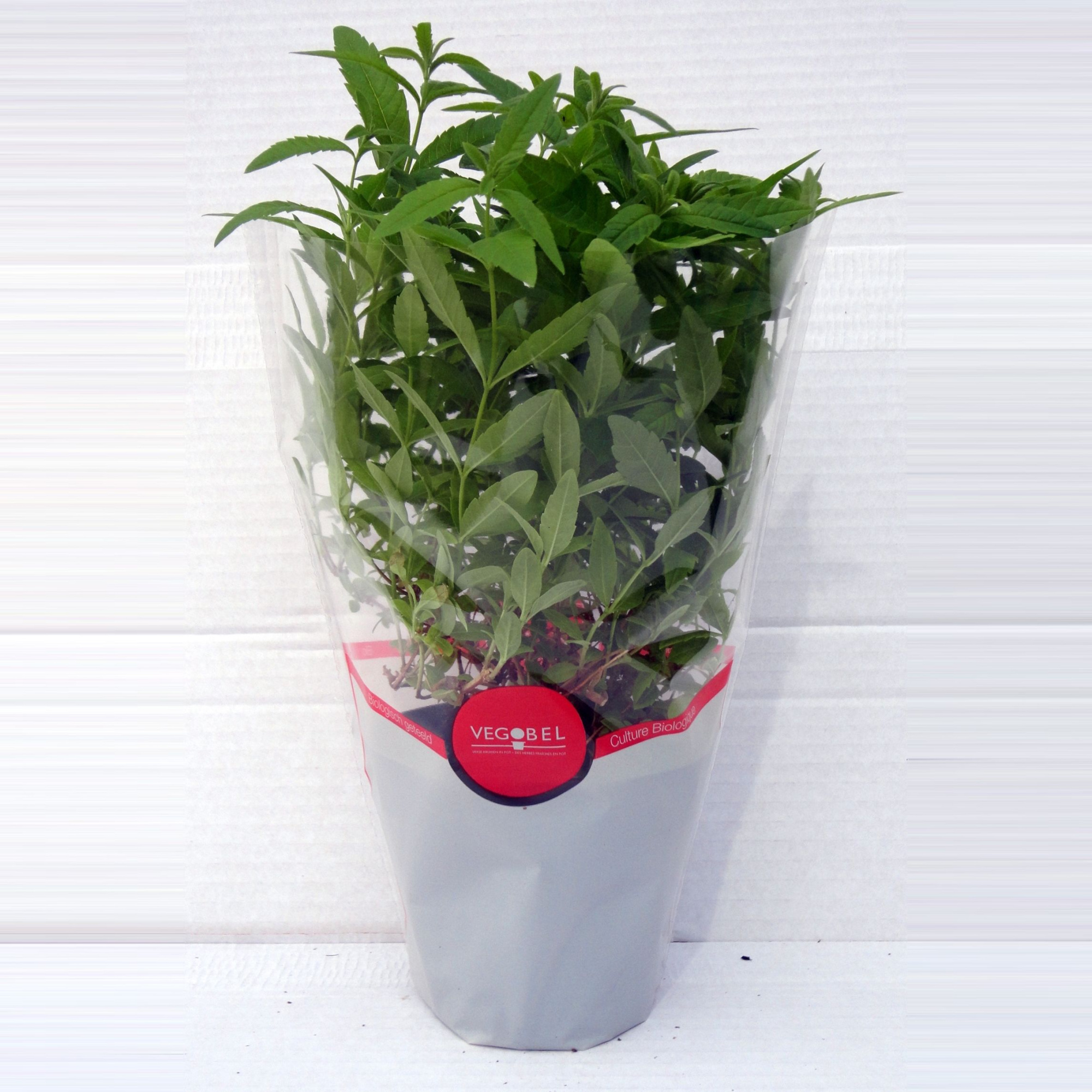 Verbena Citroen P12, D 12 cm