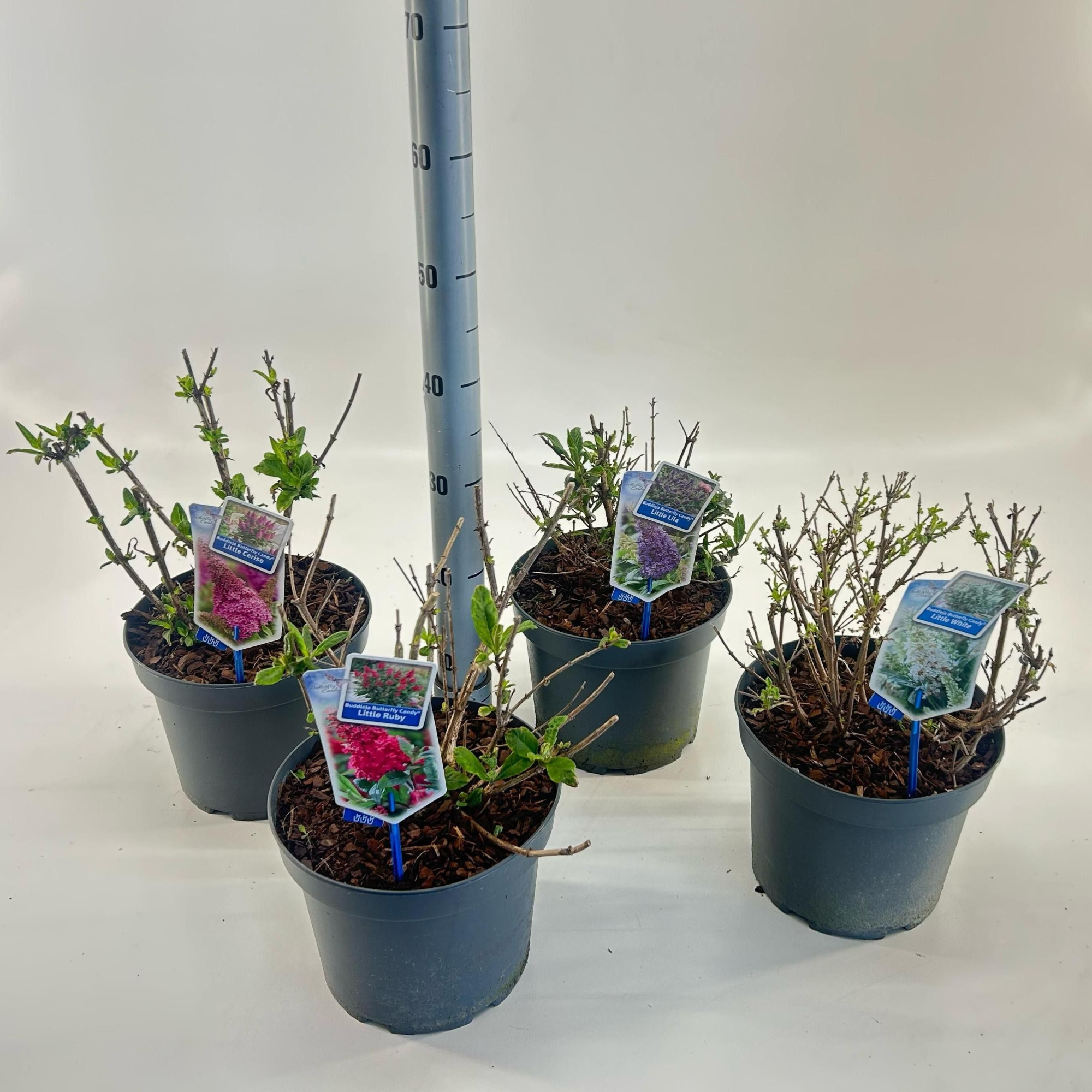 Buddleja d. Butt. Candy® mix P23 (minimum order one layer), D 23