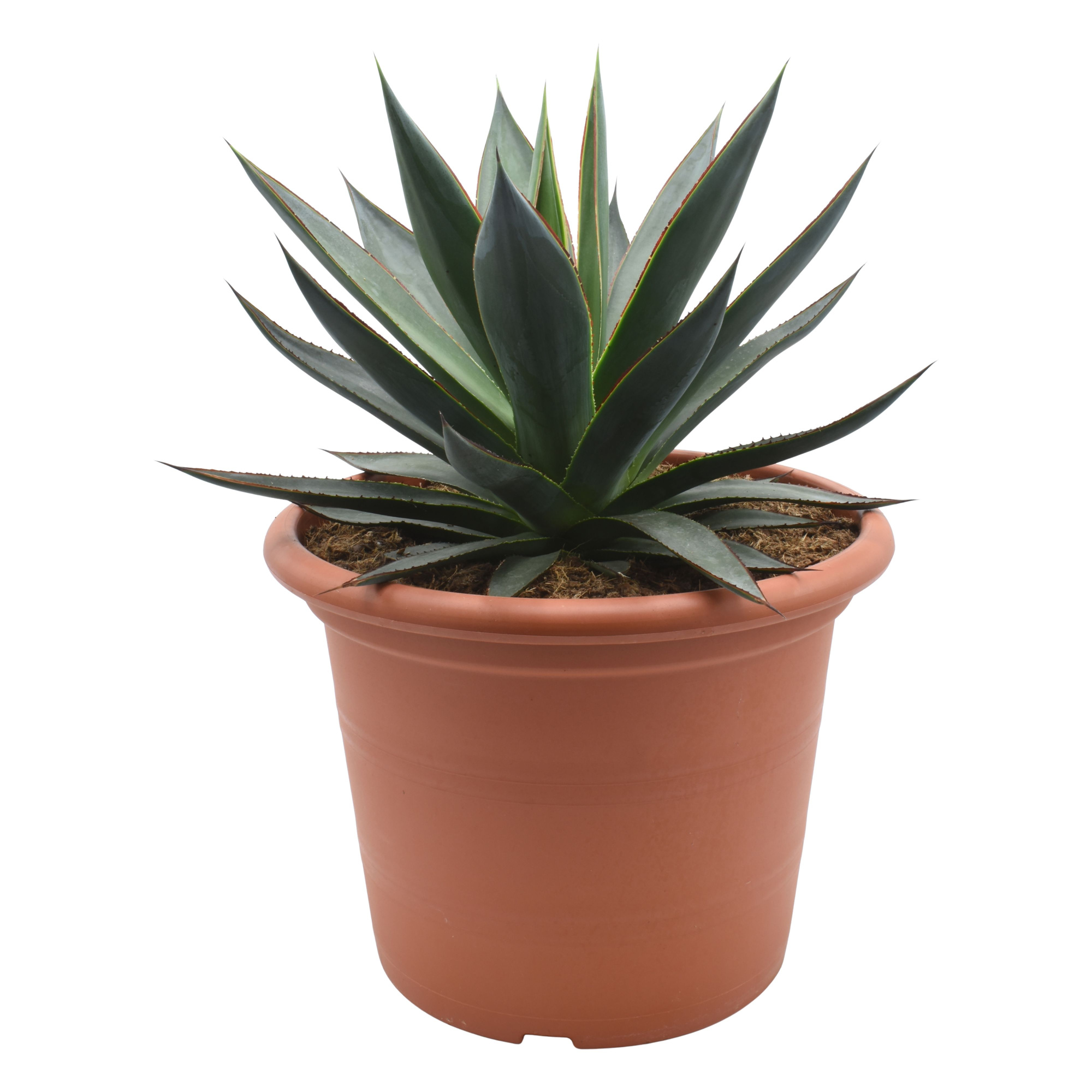 Agave Shaka Zulu, D 30 cm