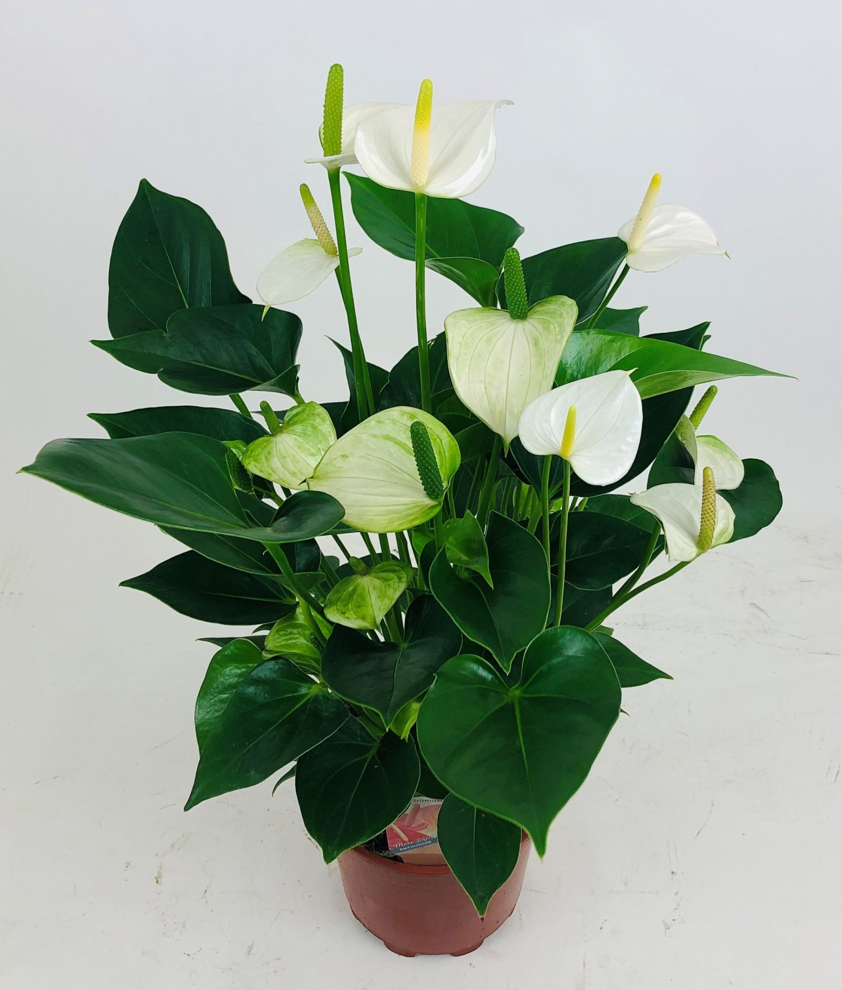 Anthurium 'Snow Love', D 17 cm
