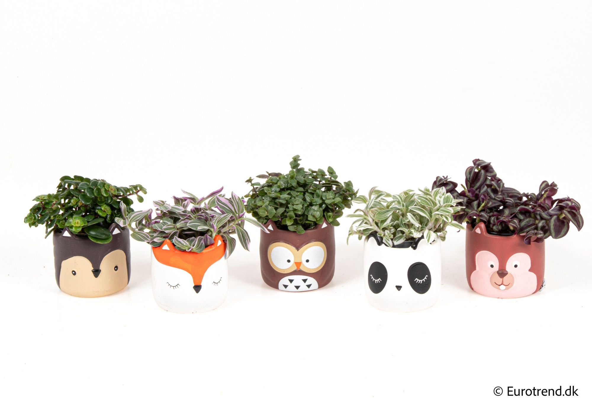 Green mix in ceramic with animal face - Spring, Summer & Autumn 2025, D 6 cm