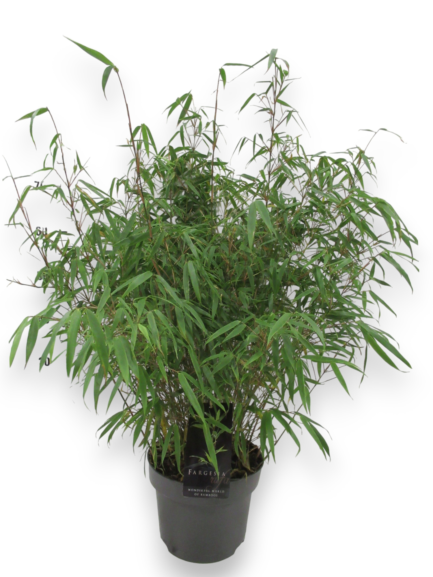 Fargesia rufa C5/P23 - Niet-woekerende Bamboe, D 23