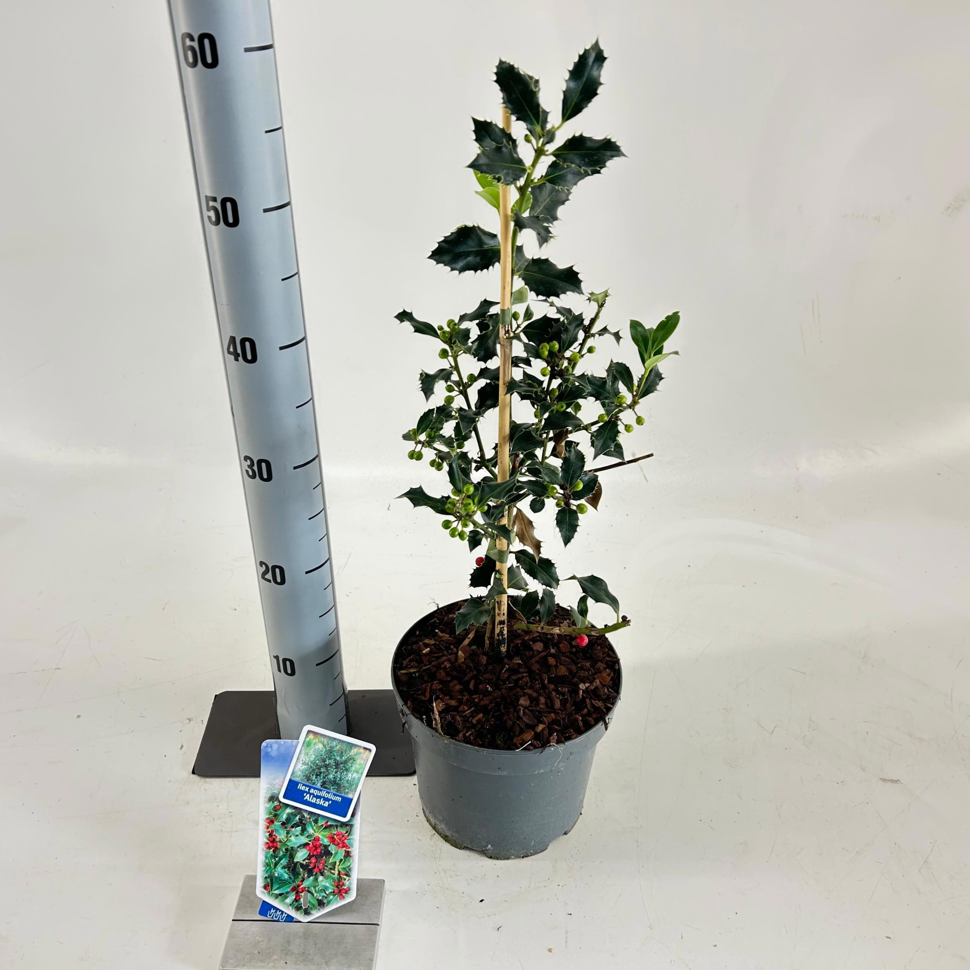 Ilex aquifolium 'Alaska', D 19