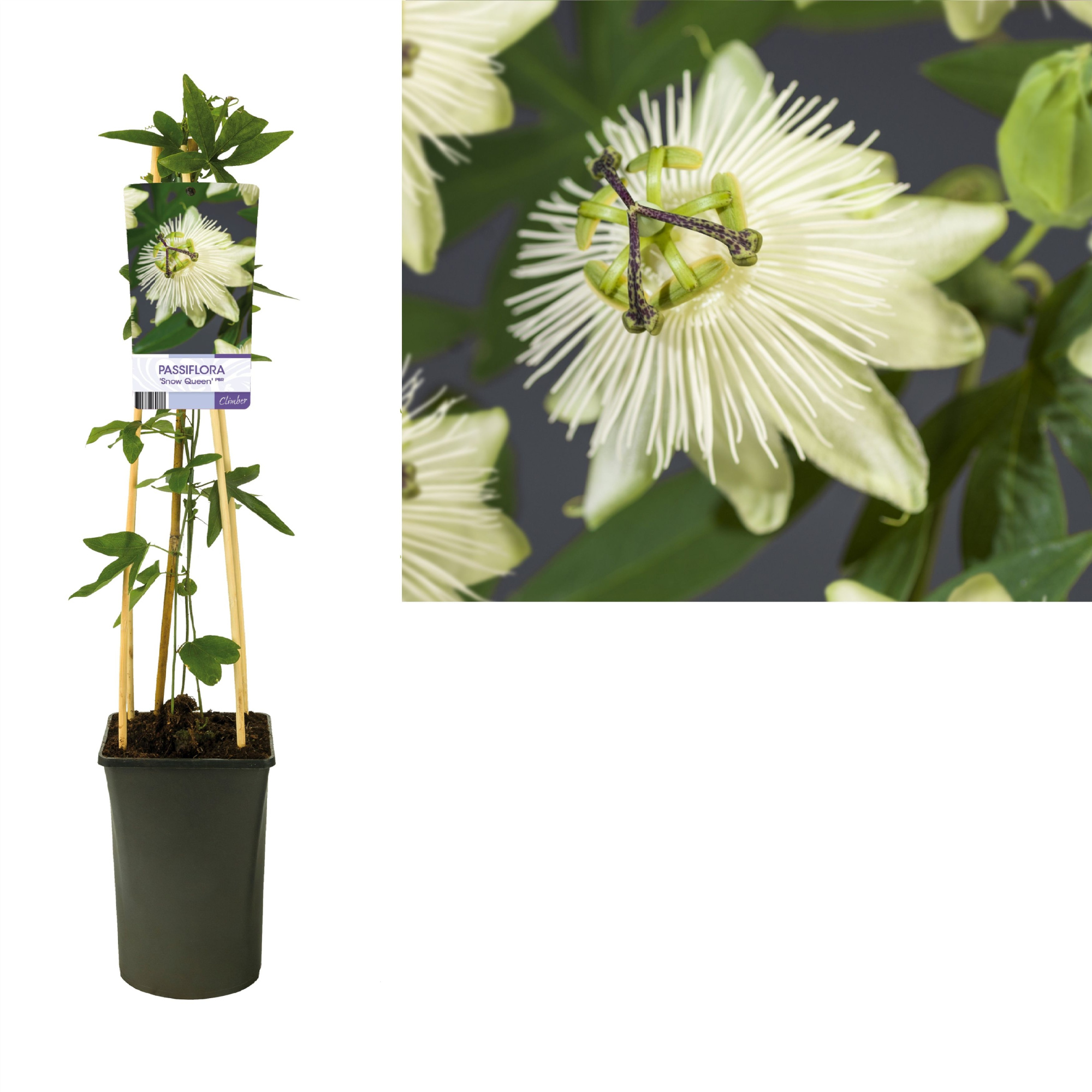 Passiflora 'Snow Queen' PBR +light label, D 17 cm