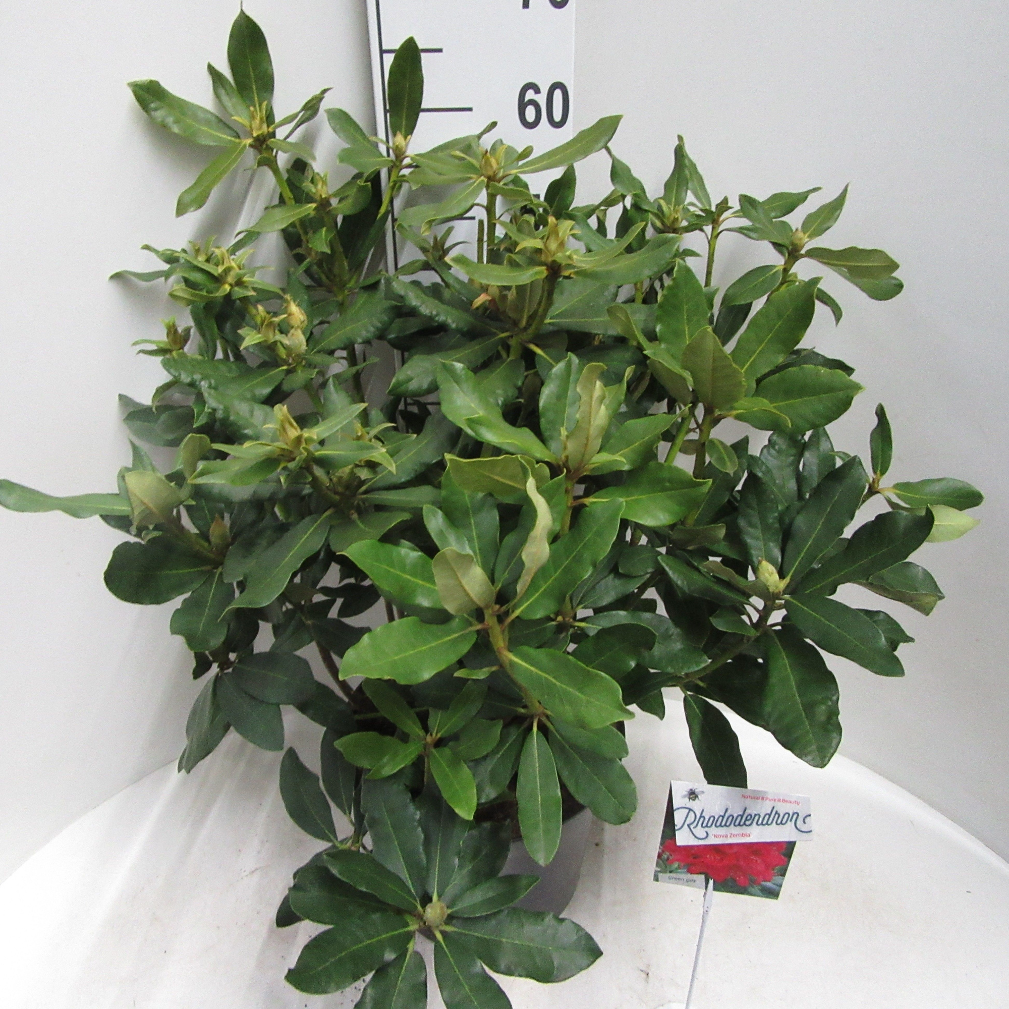 Rhododendron 'Nova Zembla', D 29 cm