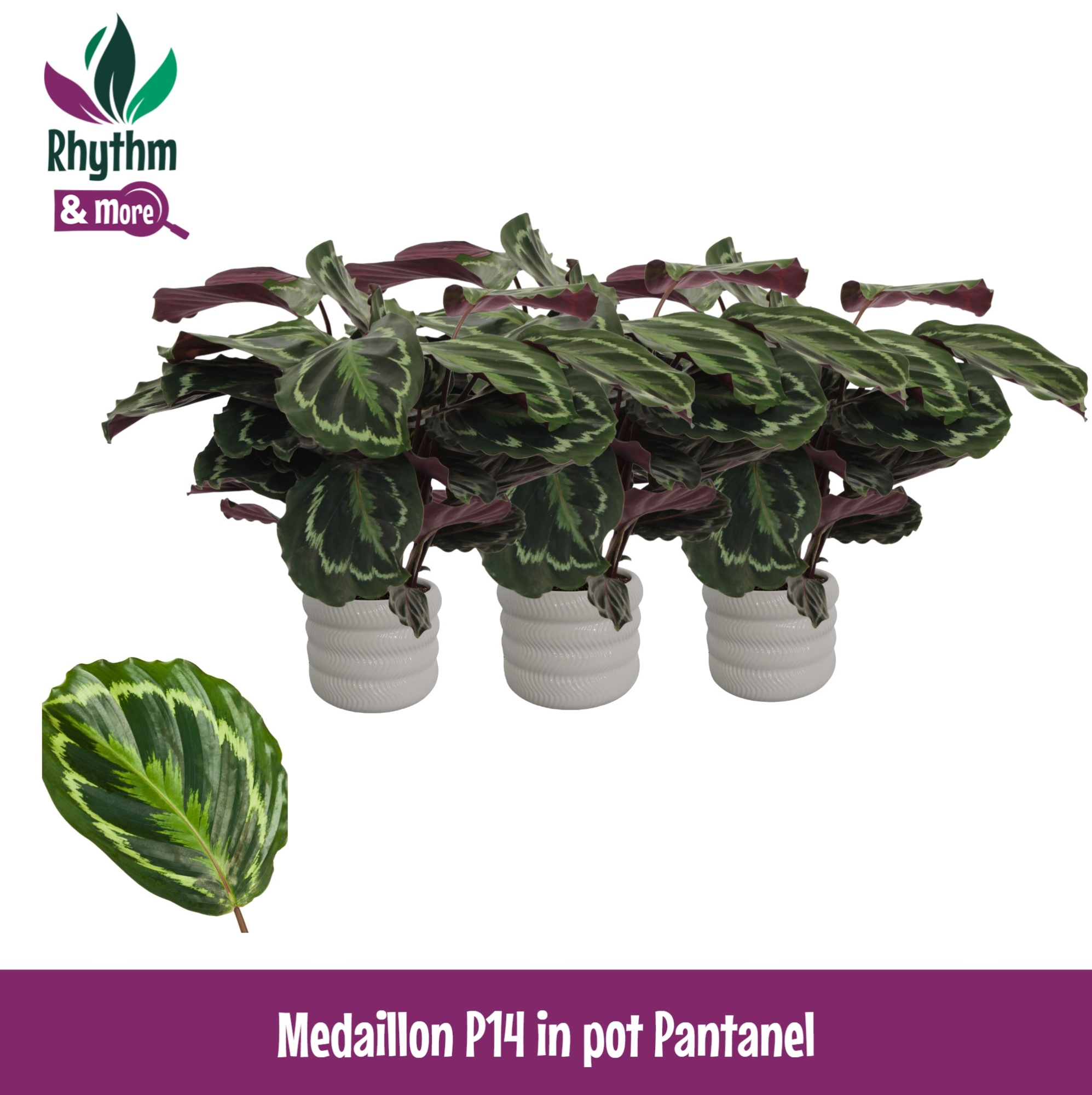 Calathea 14cm Medaillon in Pantanel Keramiek - Rhythm & More, D 14 cm