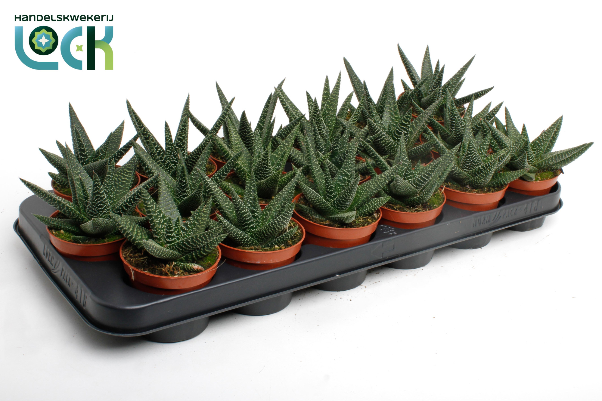 Haworthia Gasworthia (Royal Highness), D 8,5 cm