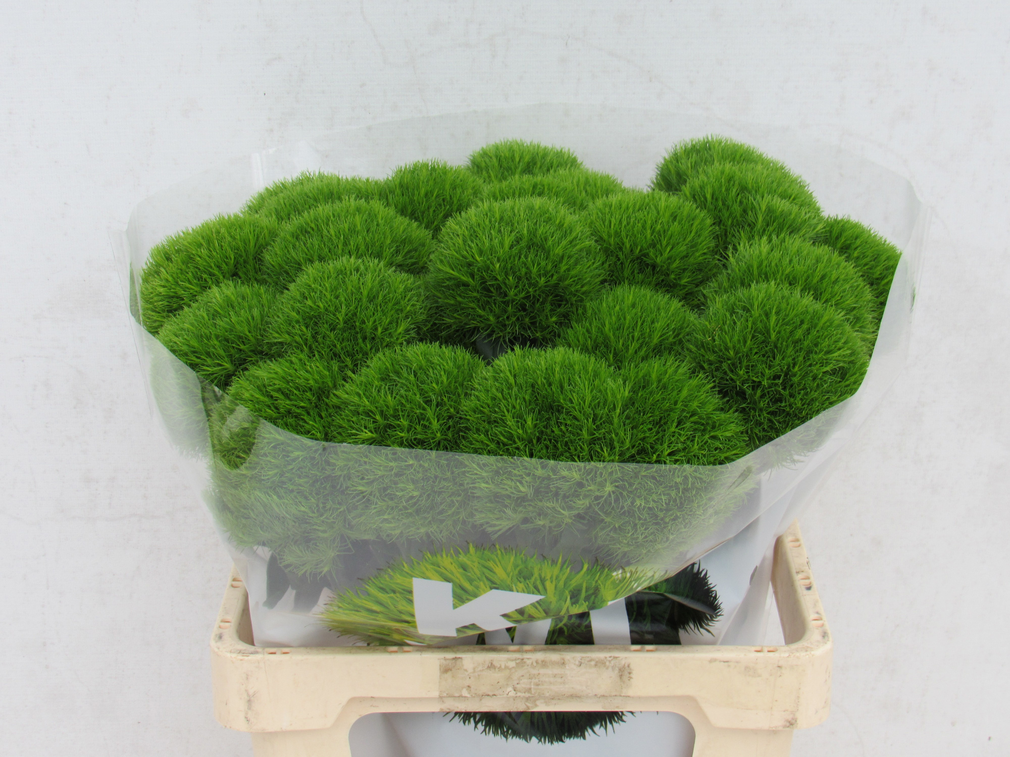 Диантус Барбатус Киви Меллоу 60, шт.