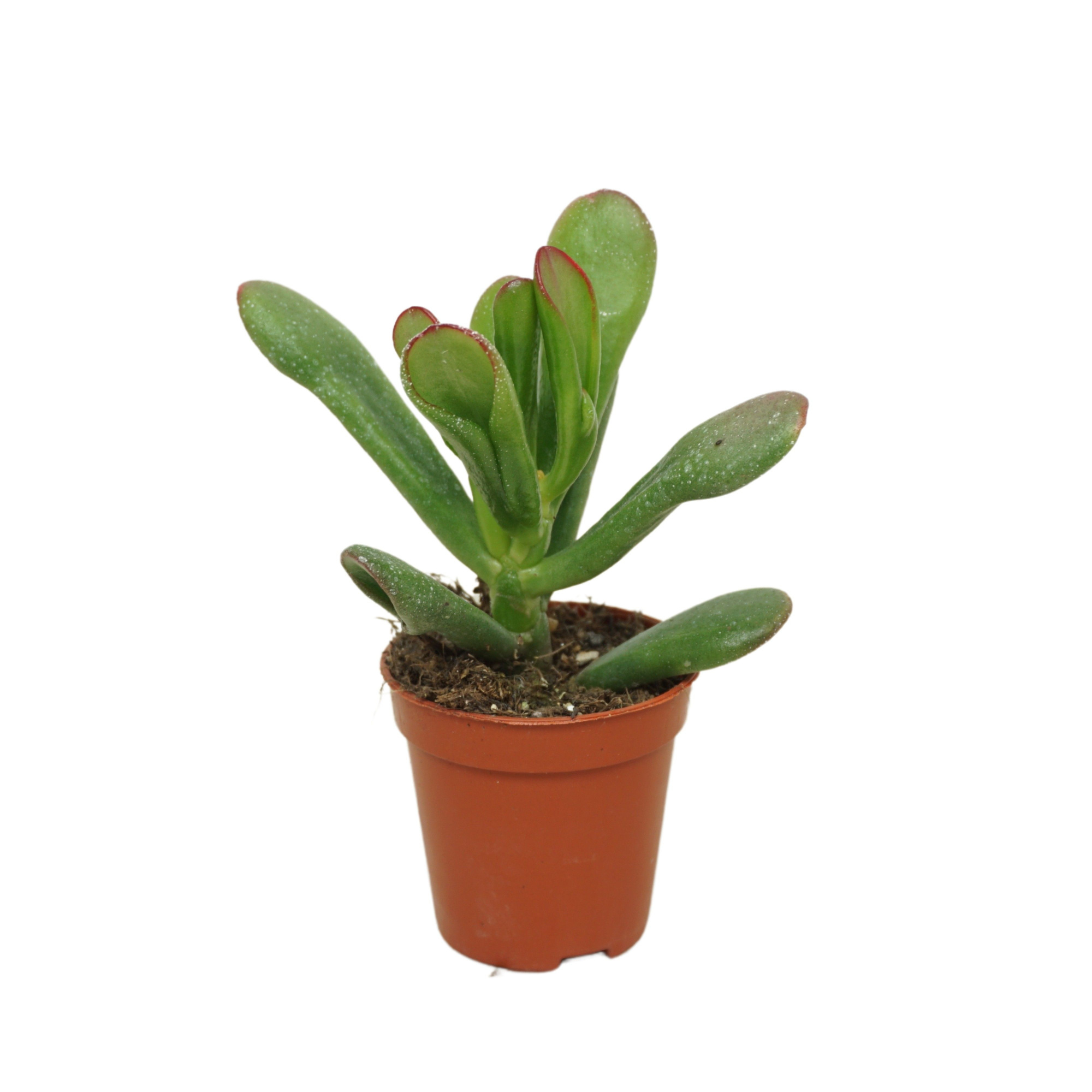Crassula horntree 5,5 cm, D 5,5 cm