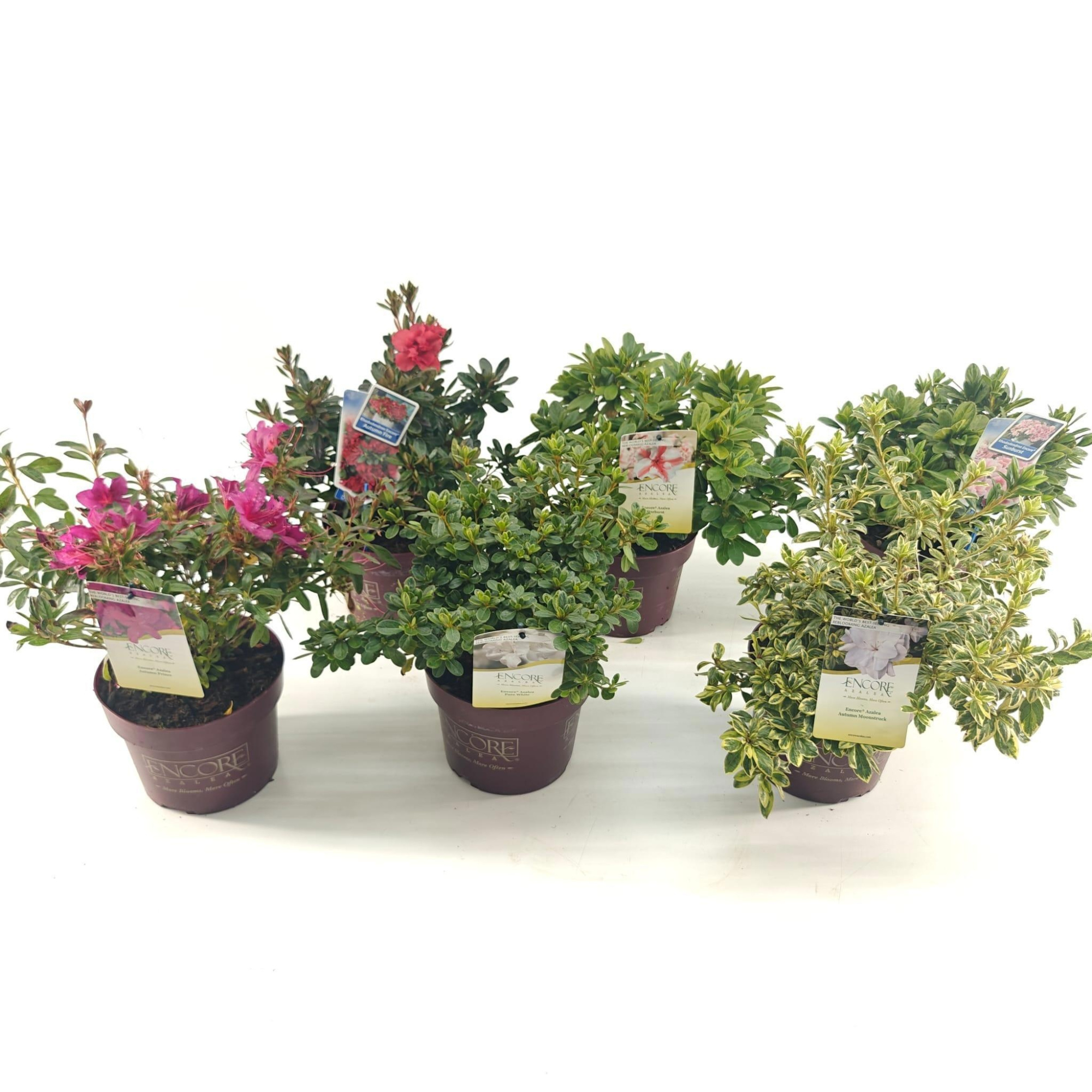 Rhododendron ENCORE® MIX P19, D 19