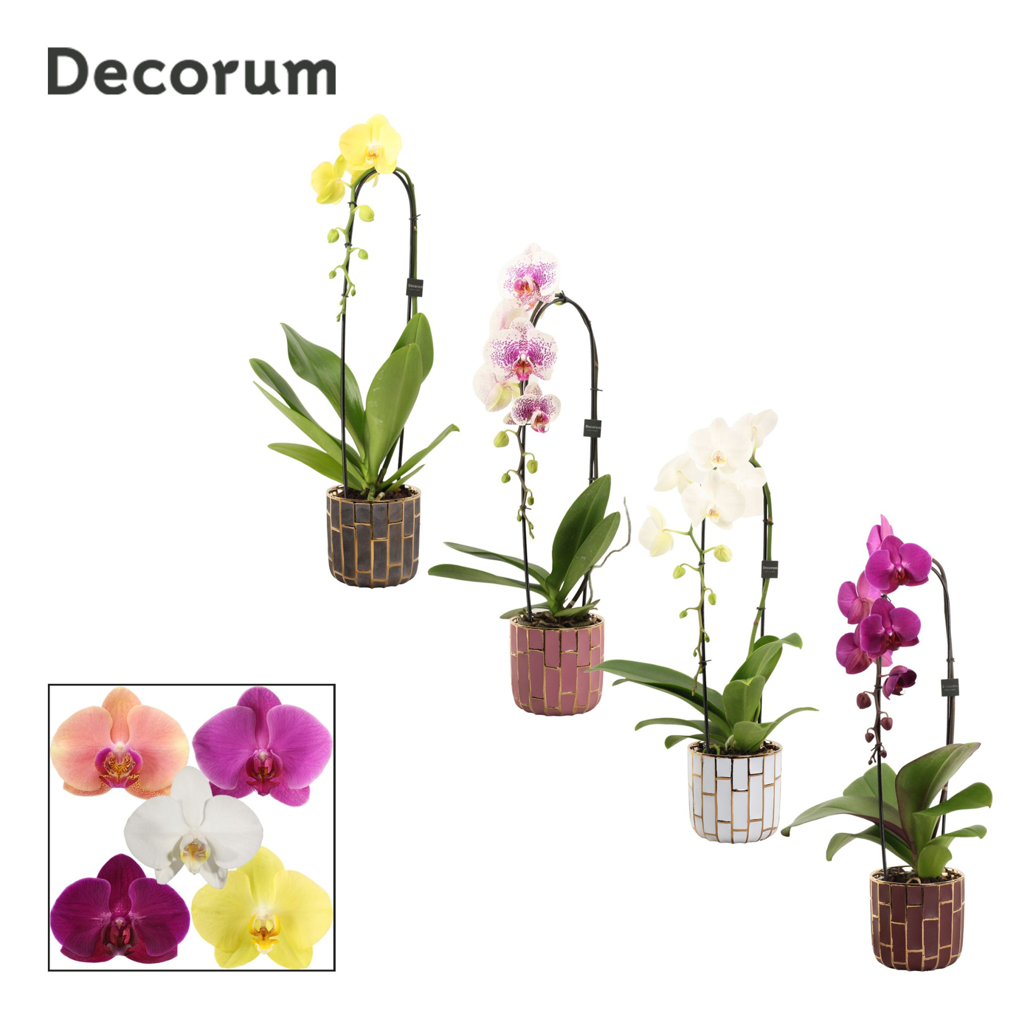 Phalaenopsis cascade 1 tak mix in Pascalle (Luxury world-collect, D 12 cm