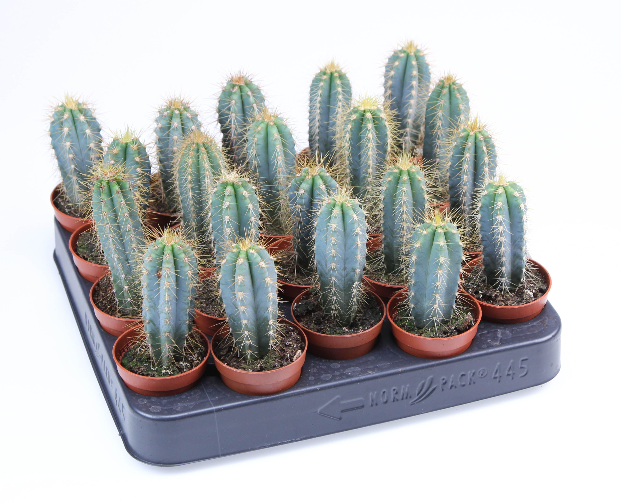 Pilosocereus azureus E, D 5,5 cm