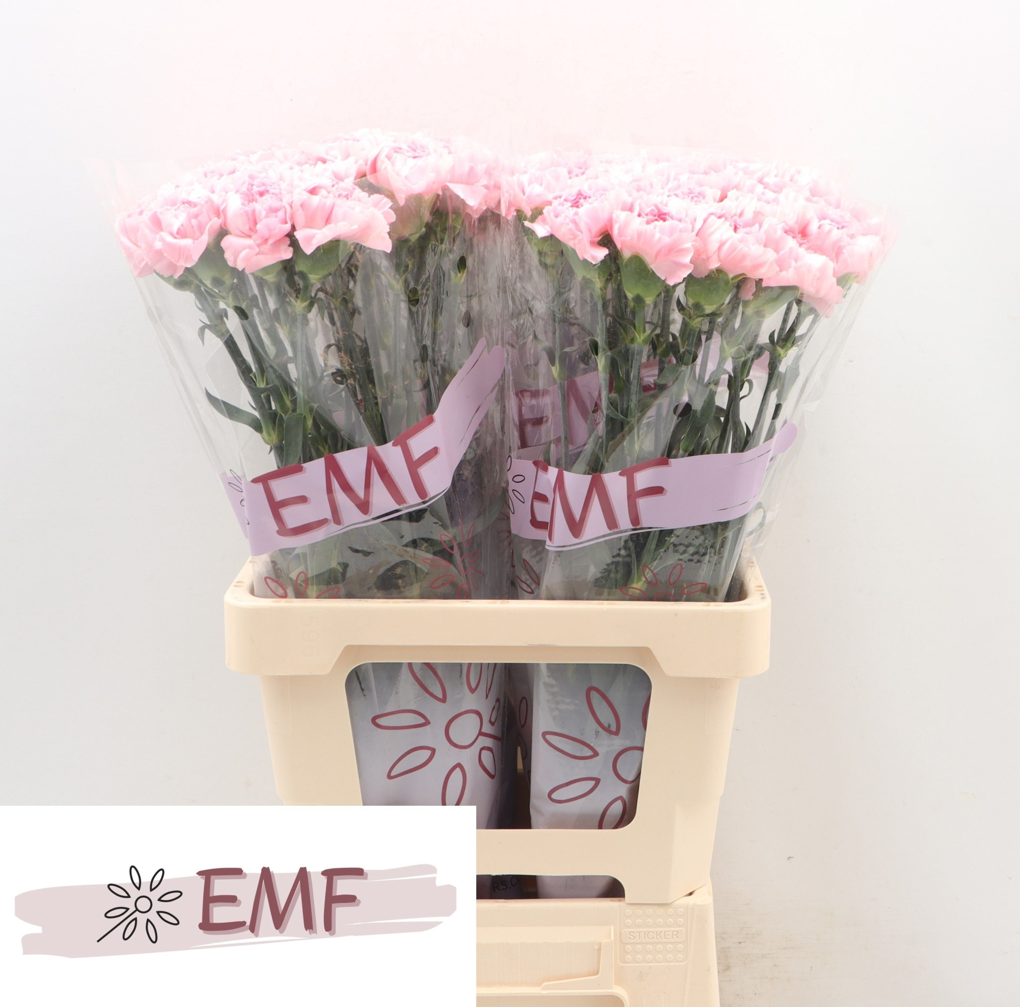 Диантус од. Джулия, шт.