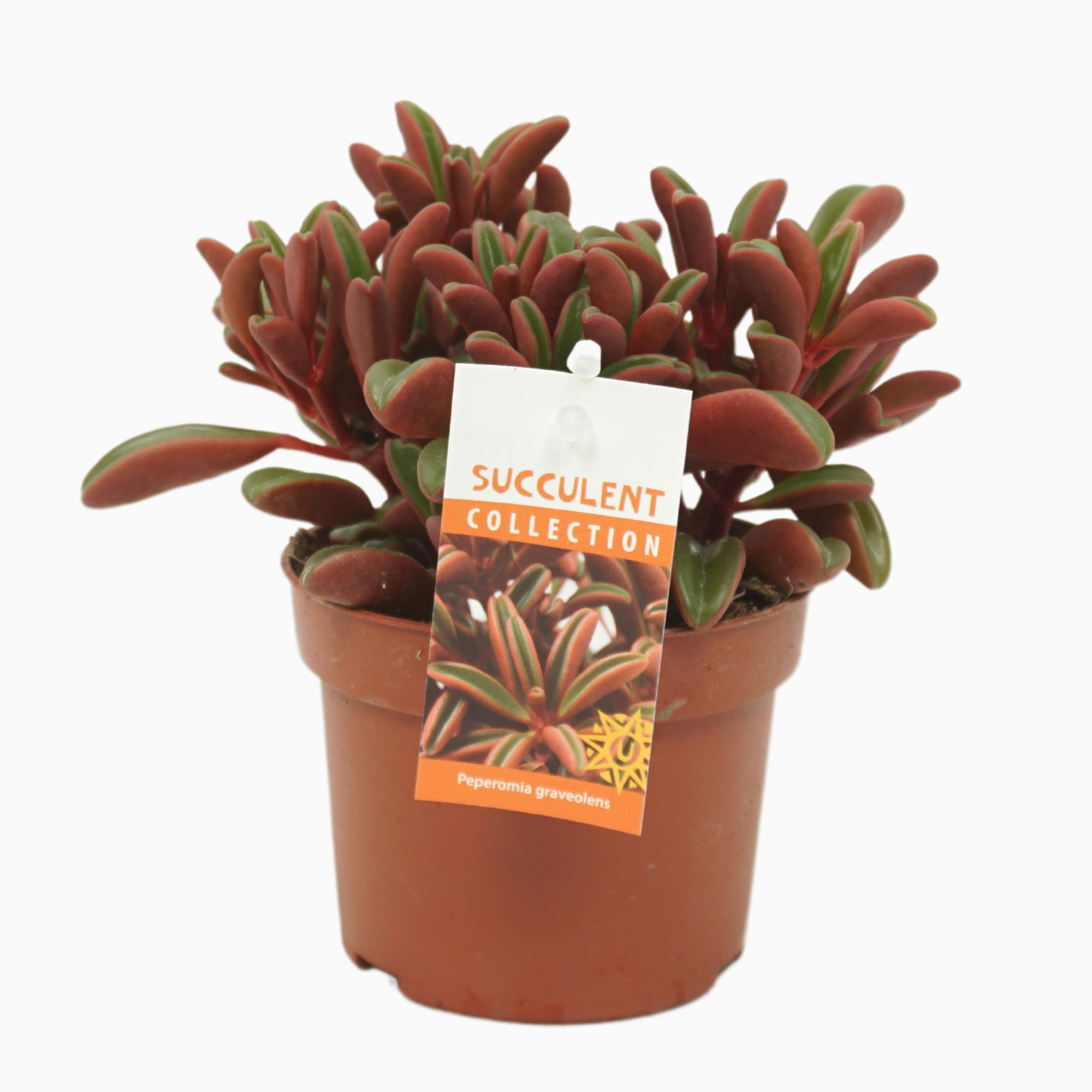 Peperomia graveolens 10,5 cm met etiket, D 10,5 cm