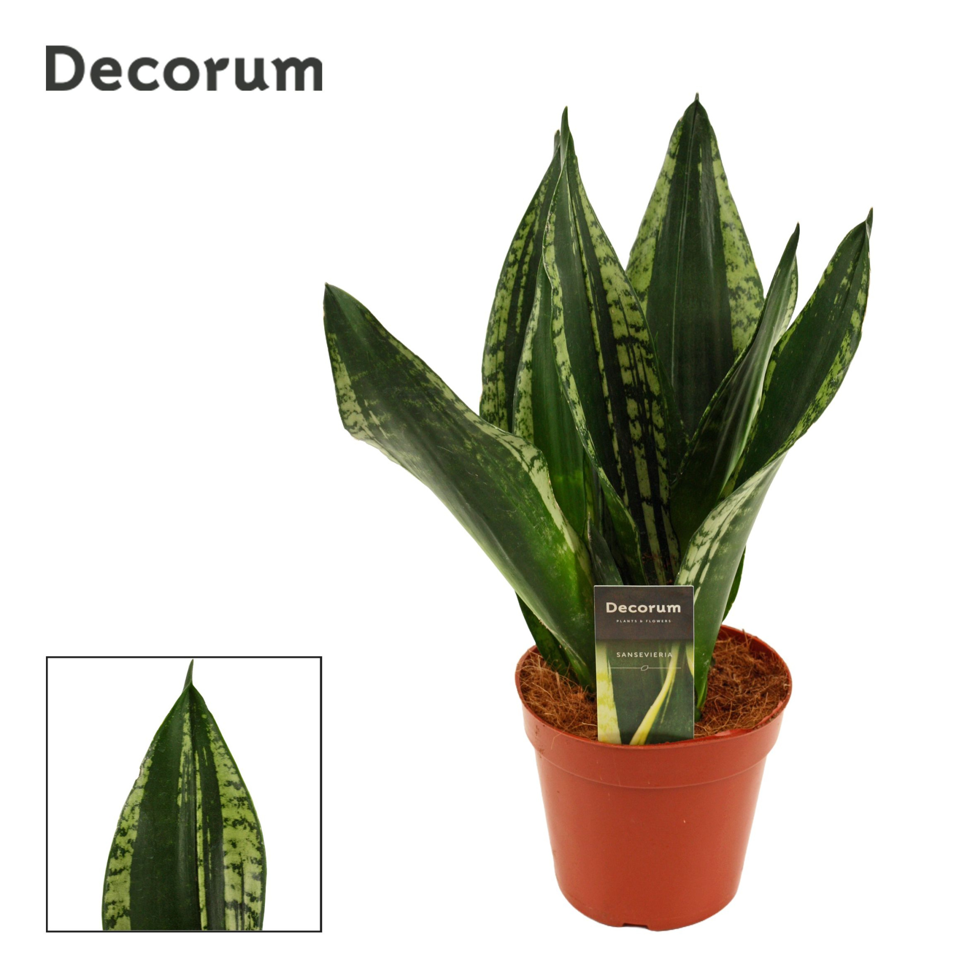 Sansevieria Silver Flame 14 cm (Decorum), D 14