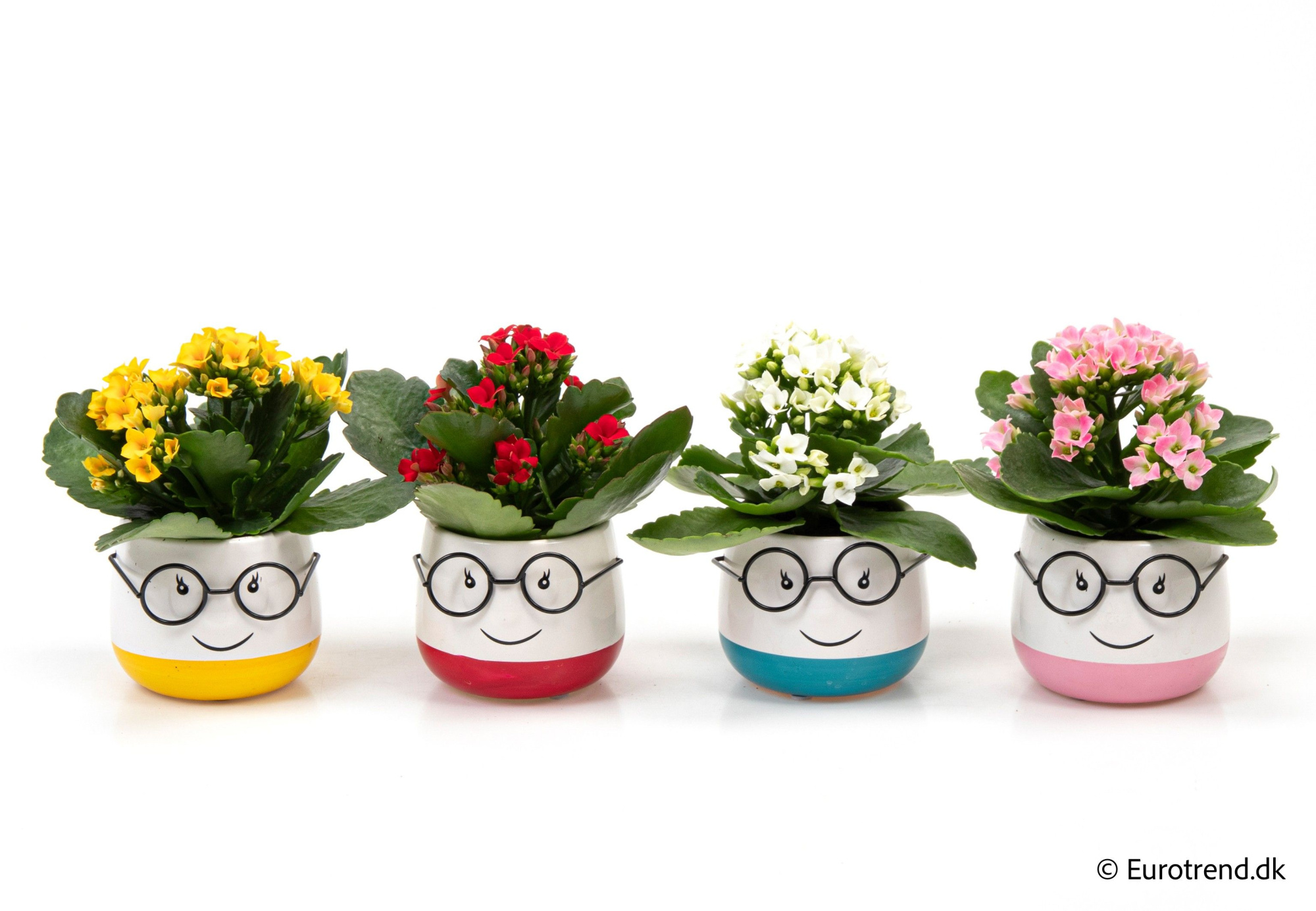 Kalanchoe in ceramic glasses - Spring, Summer & Autumn 2025, D 6 cm
