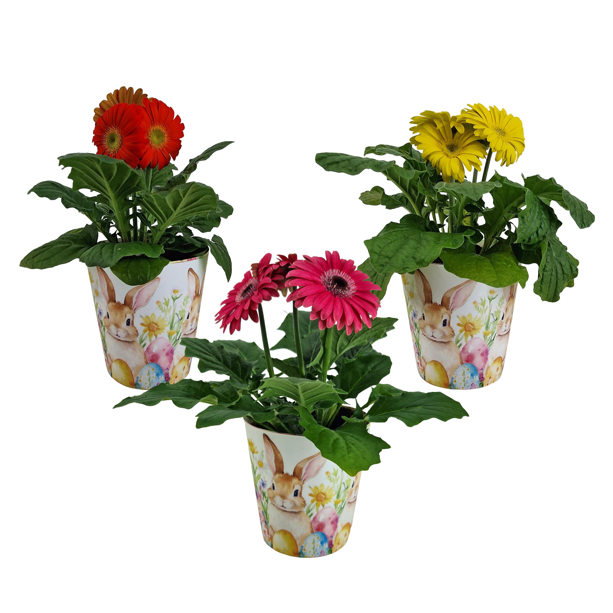Gerbera gemengd 2+ bl12cm in Paas beker, D 12