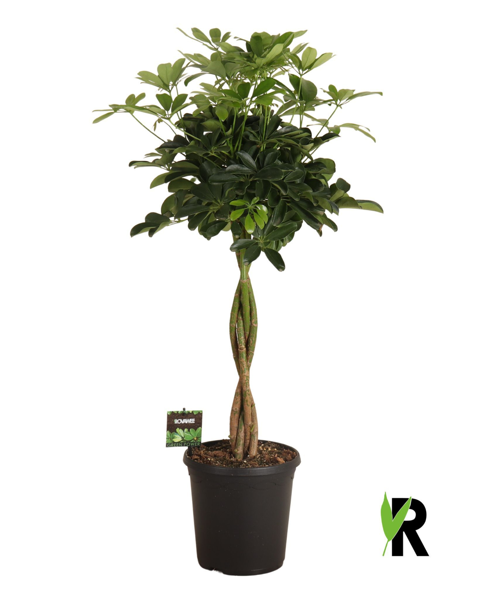 Schefflera arb. Compacta gevlochten stam, D 23 cm