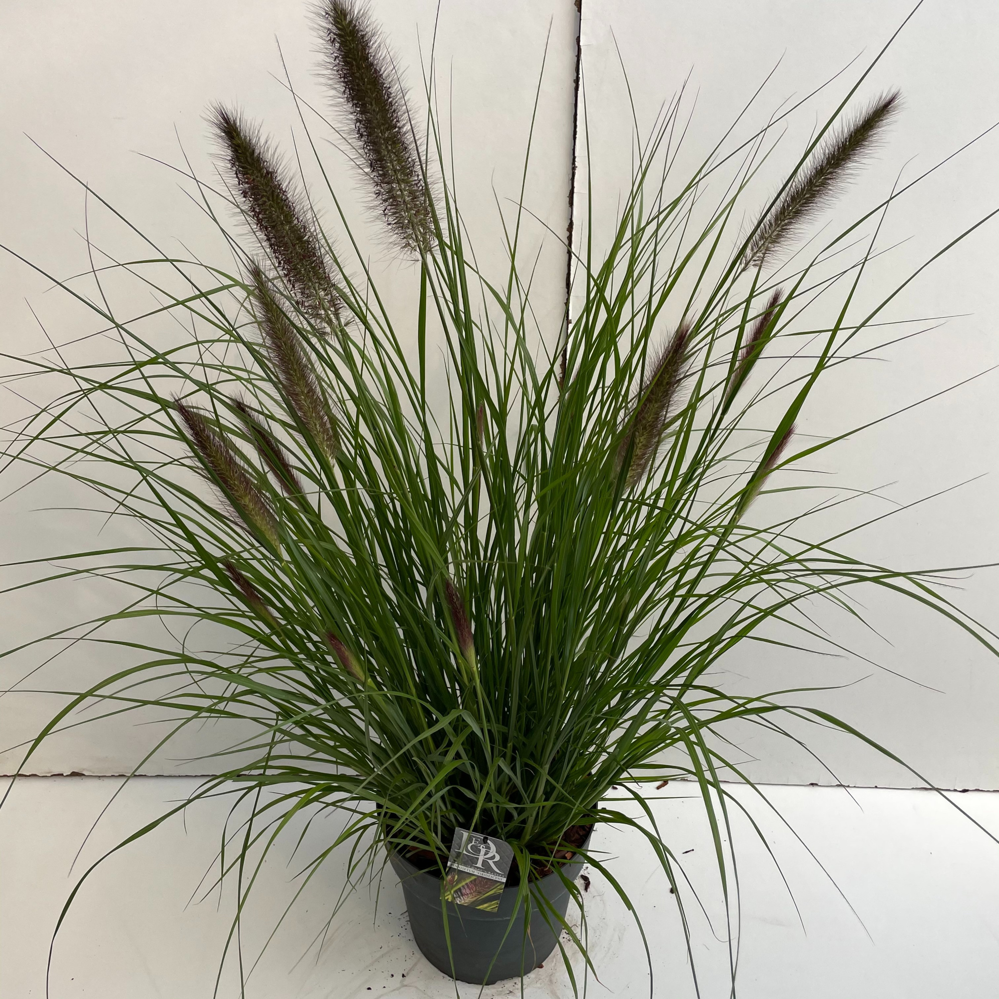 Pennisetum 'Viridescens', D 29 cm