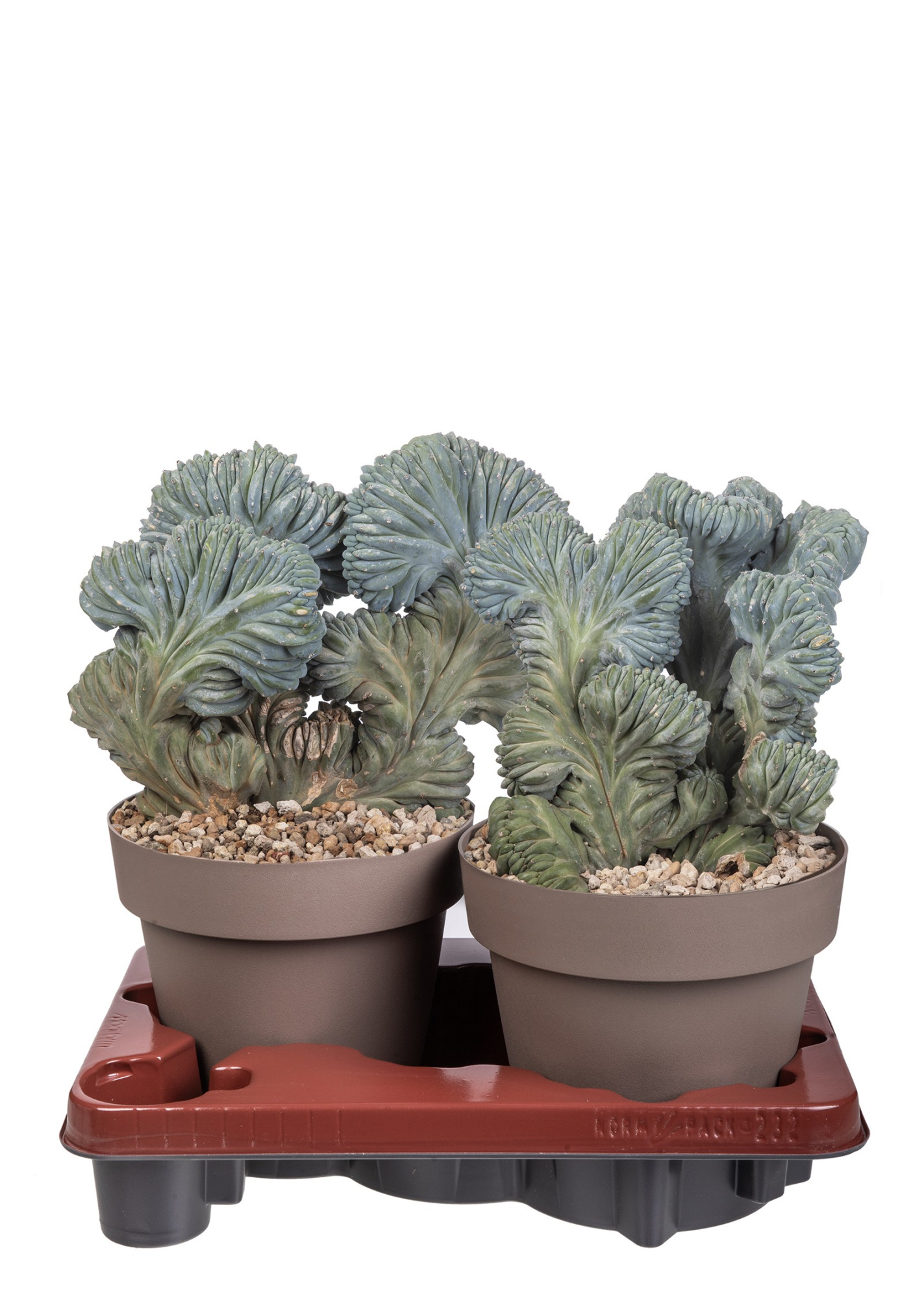 MYRTILLOCACTUS GEOMETRIZANS CRESTATO - POT Ø 20 (CACTUS), D 20