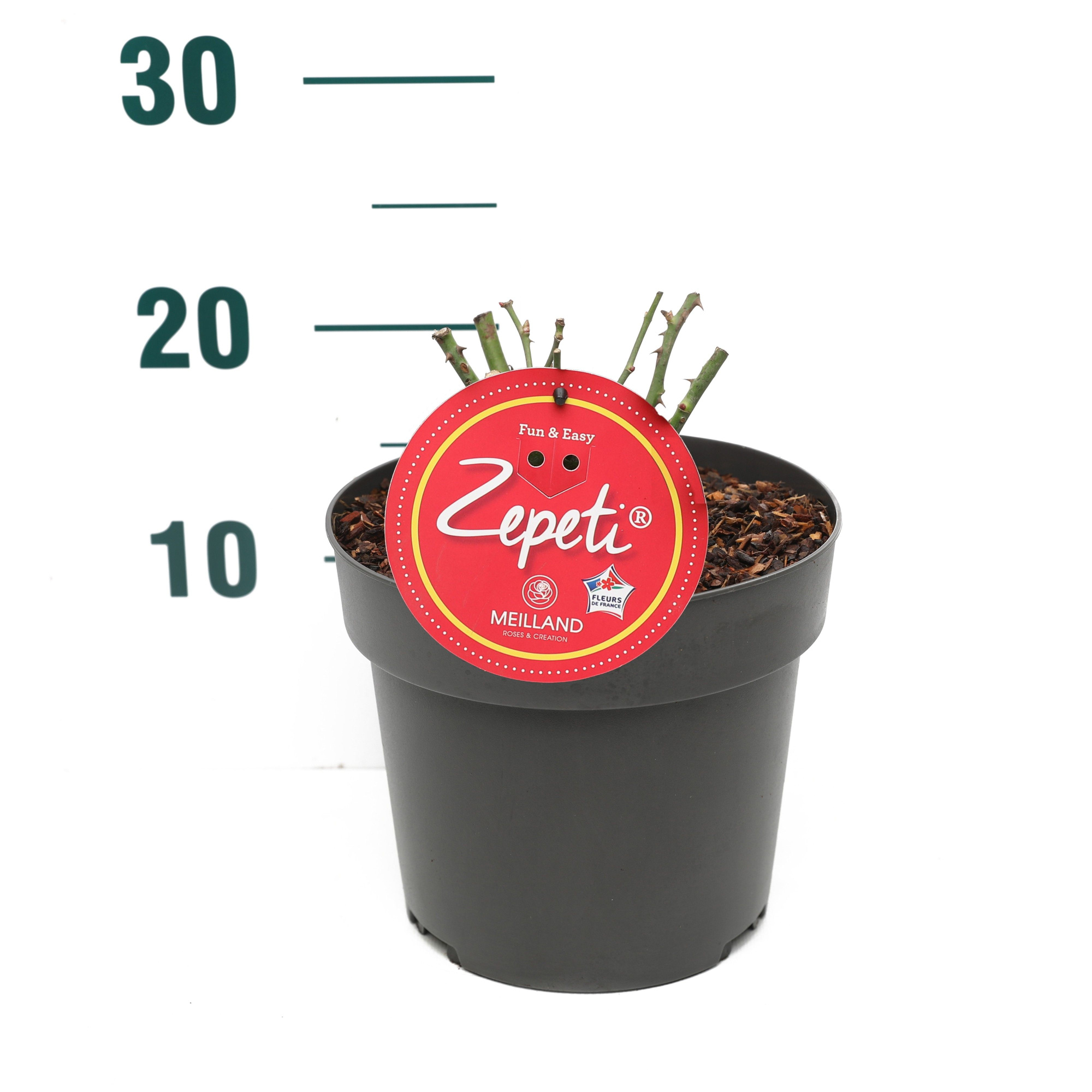 Rosa 'Zepeti' - Struik - P19, D 19