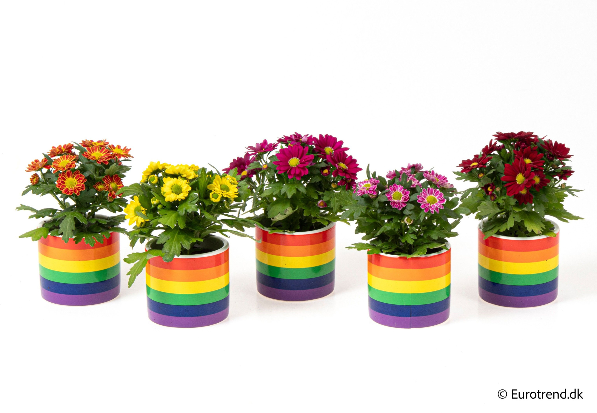 Chrysanthemum in pride ceramic - Spring, Summer & Autumn 2025, D 6 cm