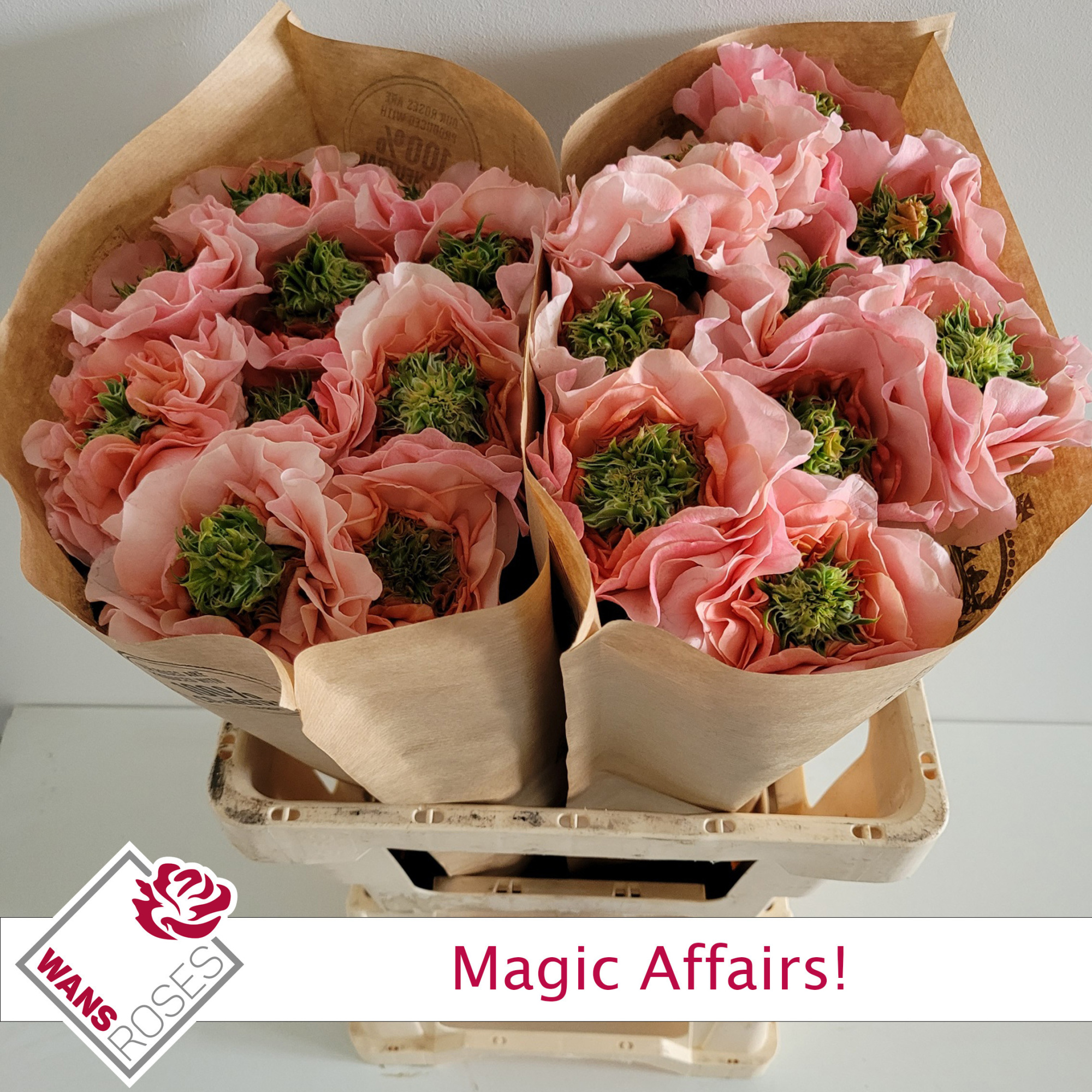 Роза од. Мэджик Эфейрс! 60, шт.