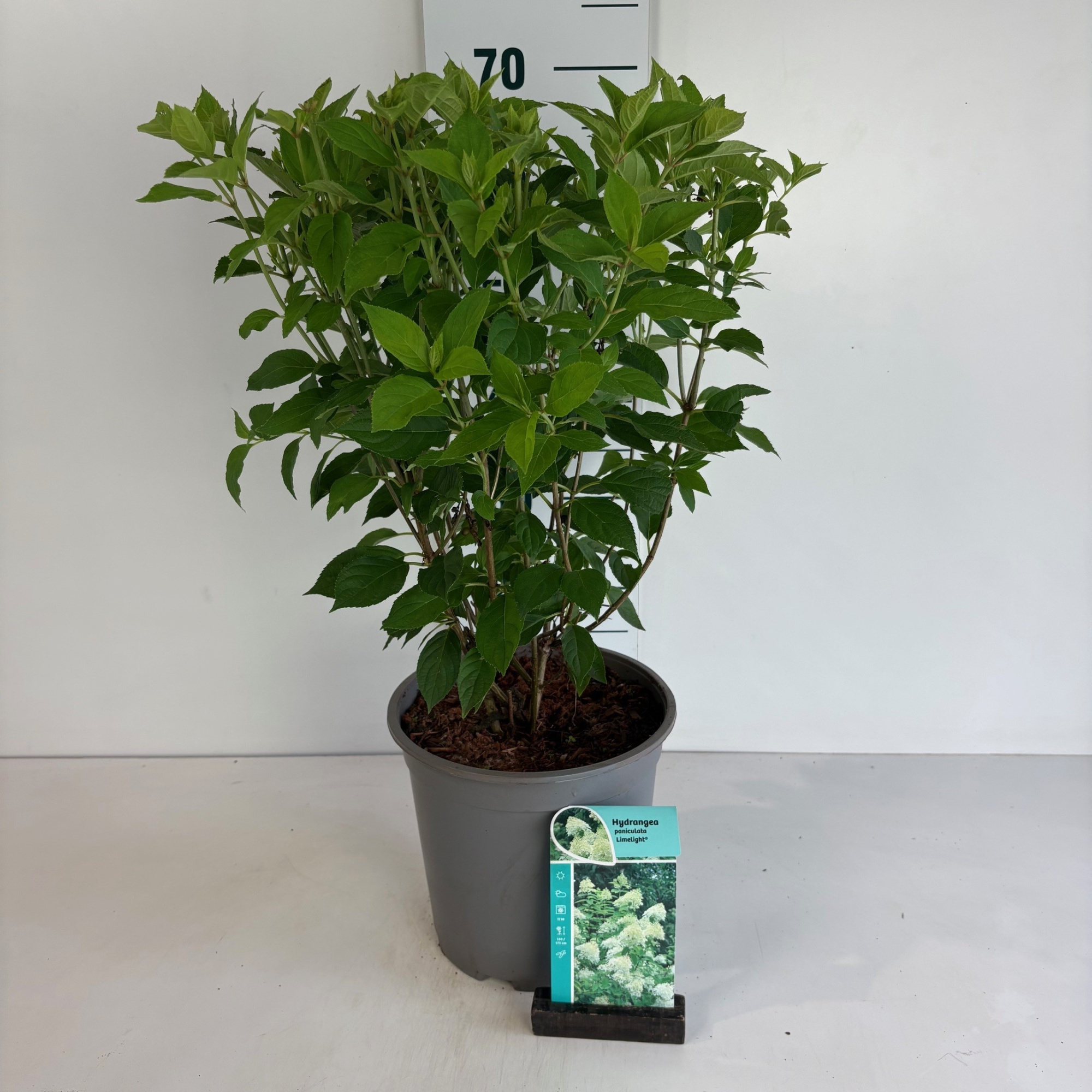 Hydrangea pan Limelight, D 24 cm