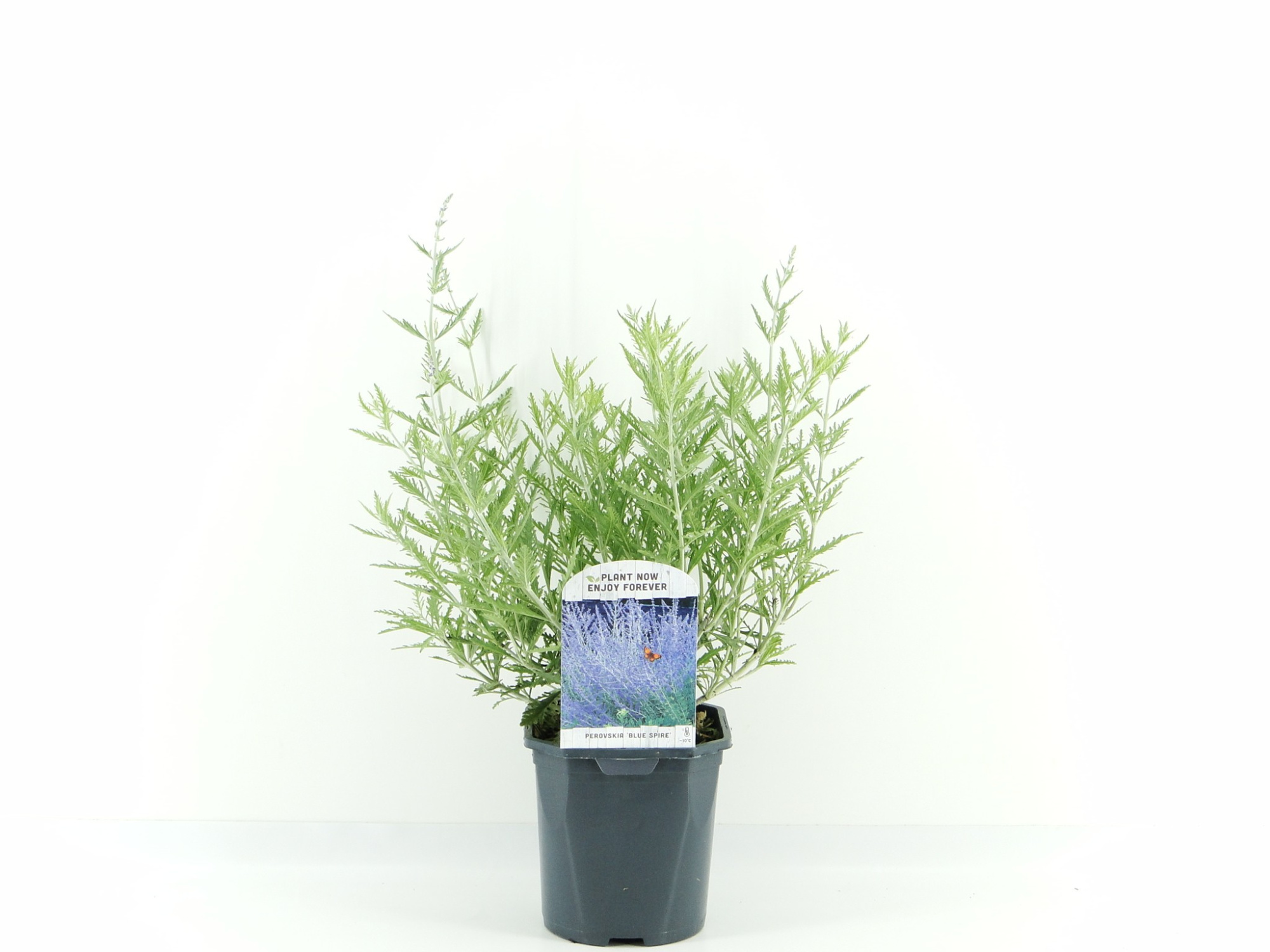 Perovskia atr. Blue Spire, D 17 cm