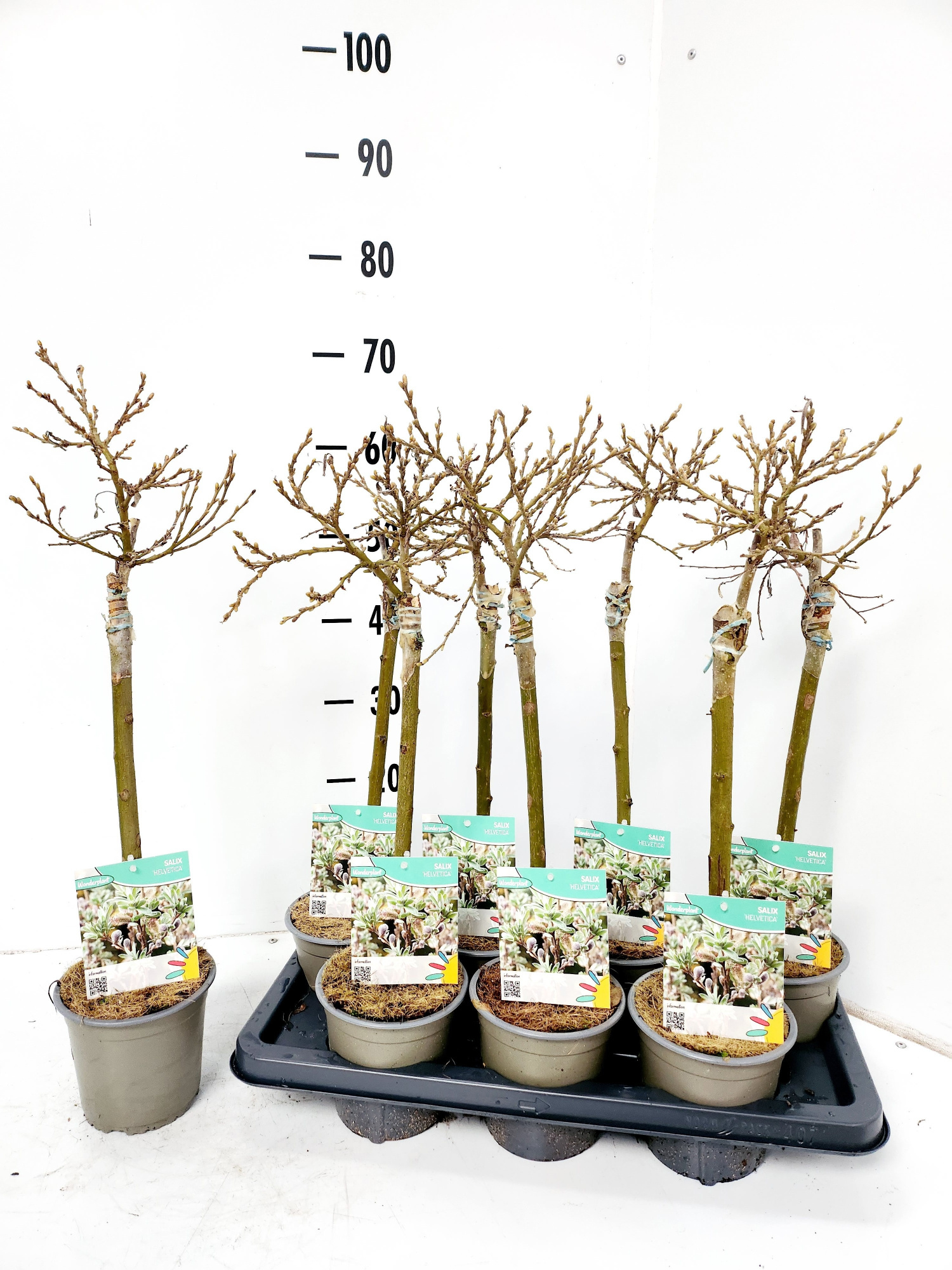 Salix Helvetica, D 14