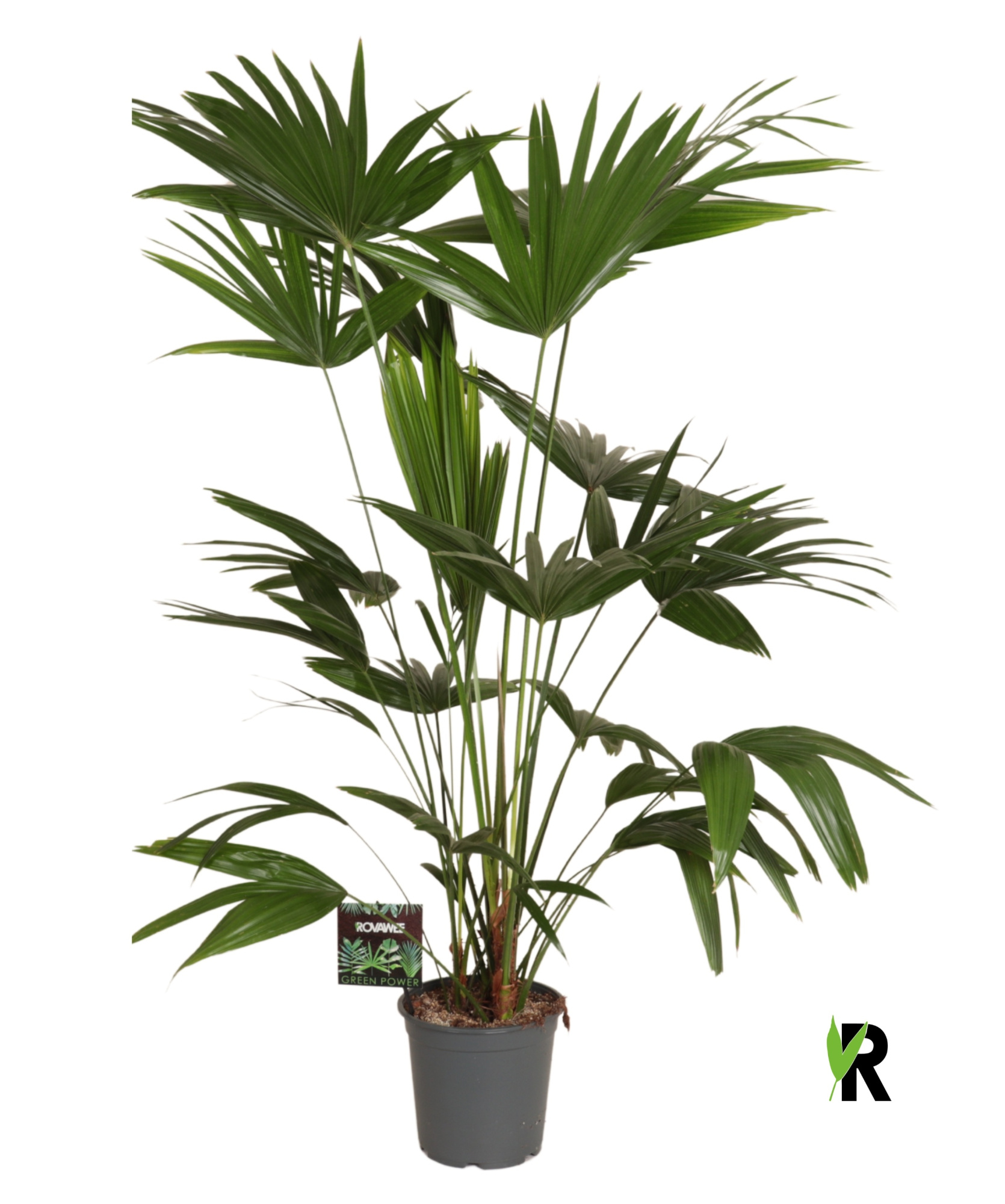 Livistona chinensis 3 pp, D 24