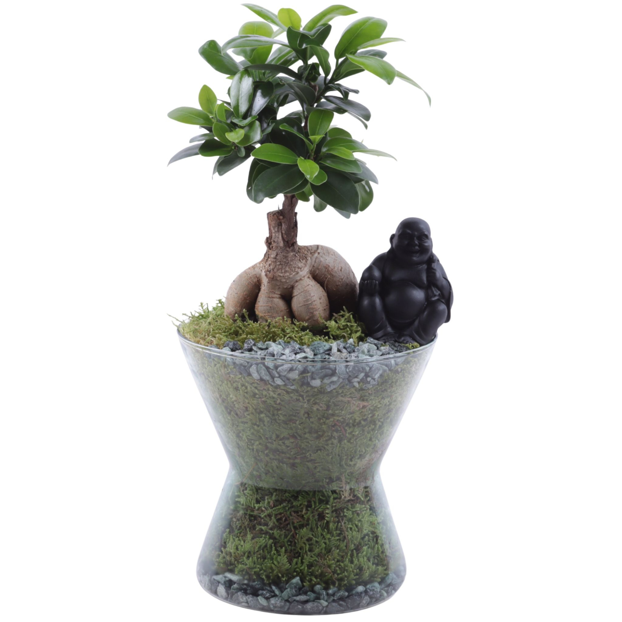 Ficus m. Ginseng Ø09cm in Hourglass Ø16cm, D 16 cm