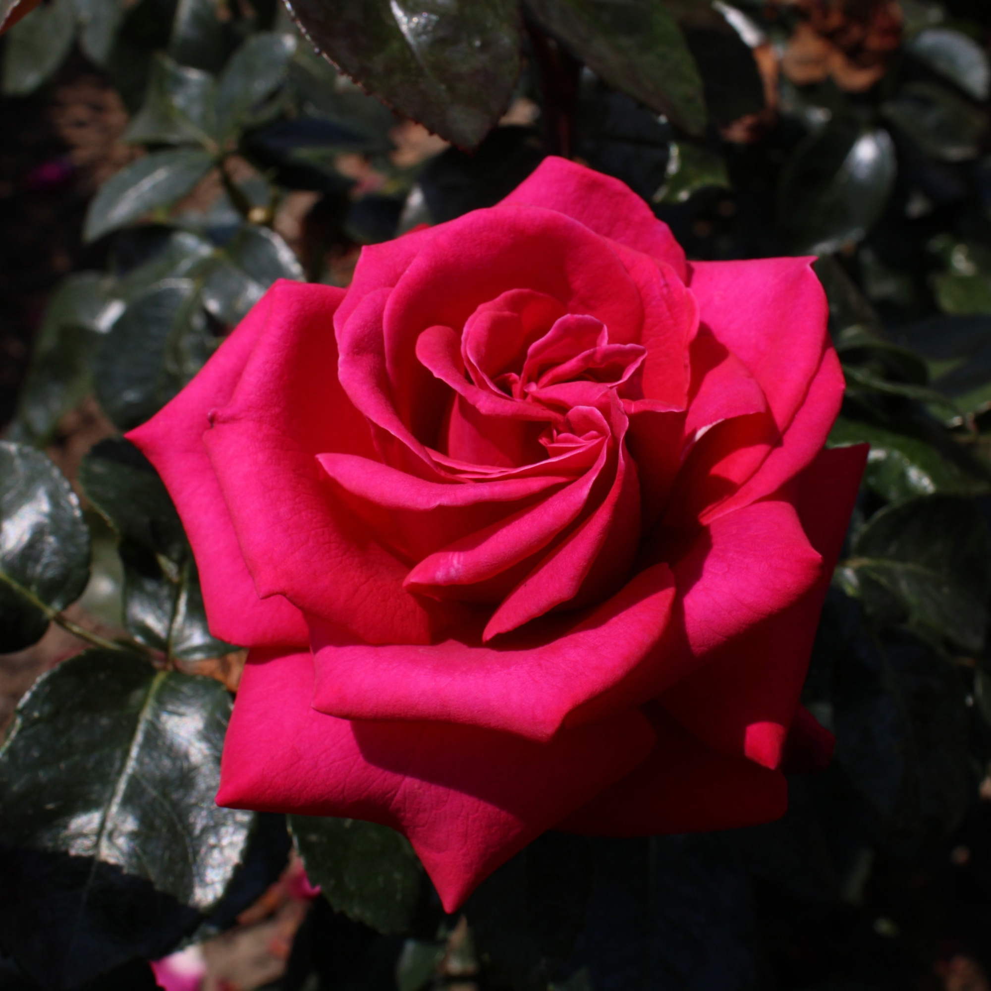 Parfum de Nature Hot Lady ®, stam 90, C7.5, D 26