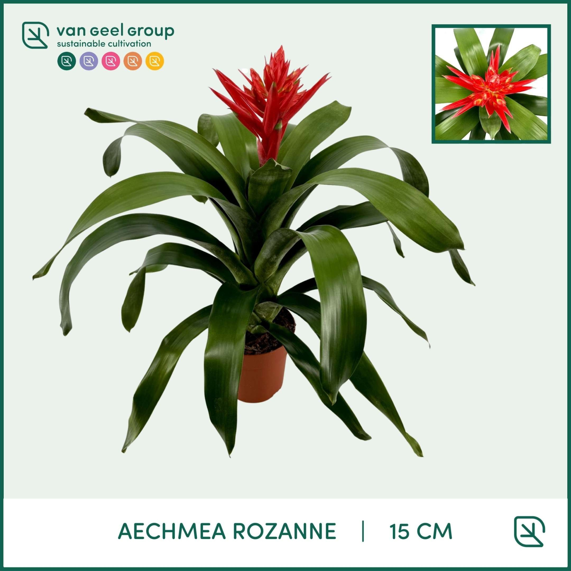 Aechmea Rozanne, D 15