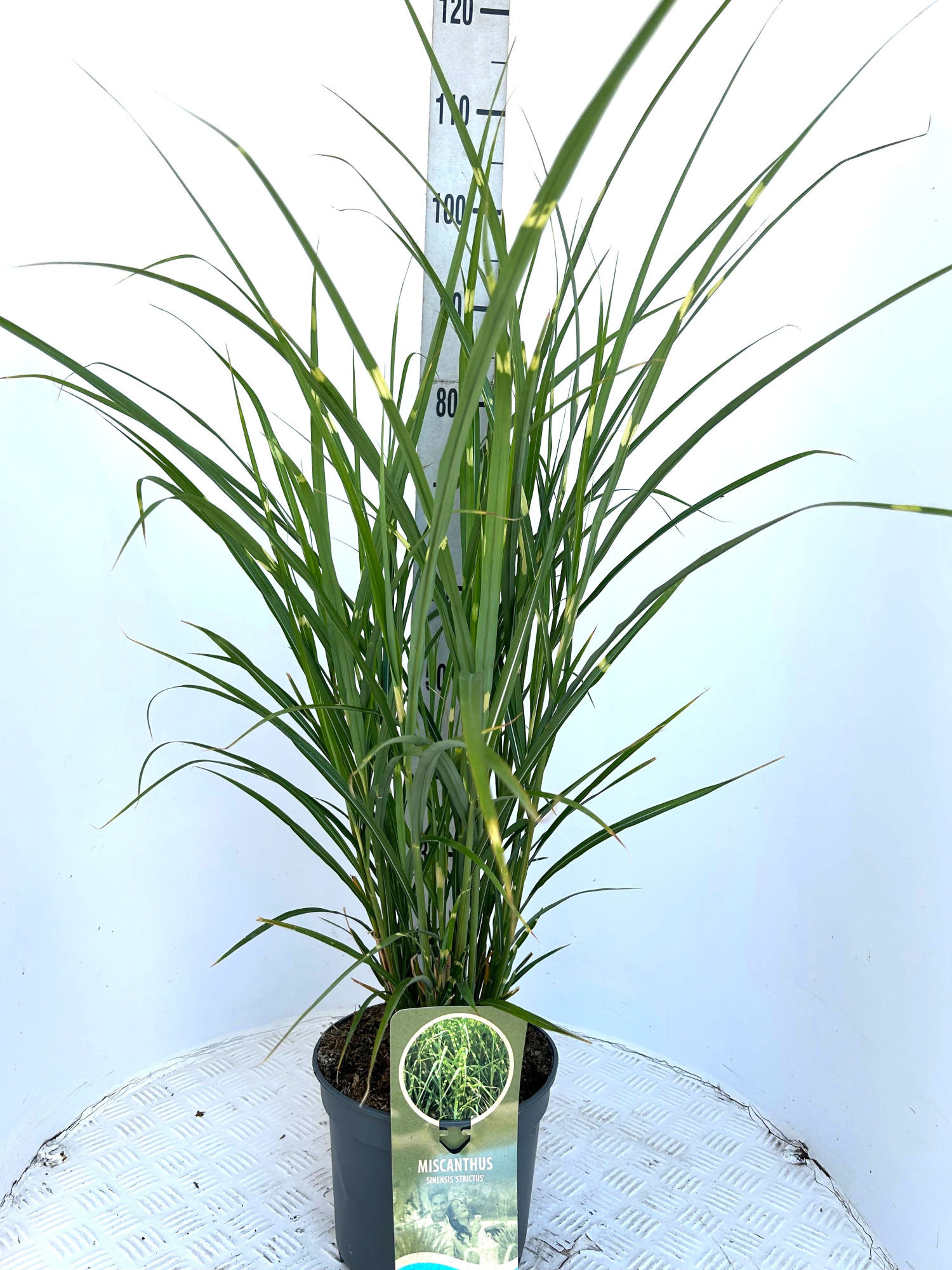 Miscanthus sin. 'Strictus', D 29 cm