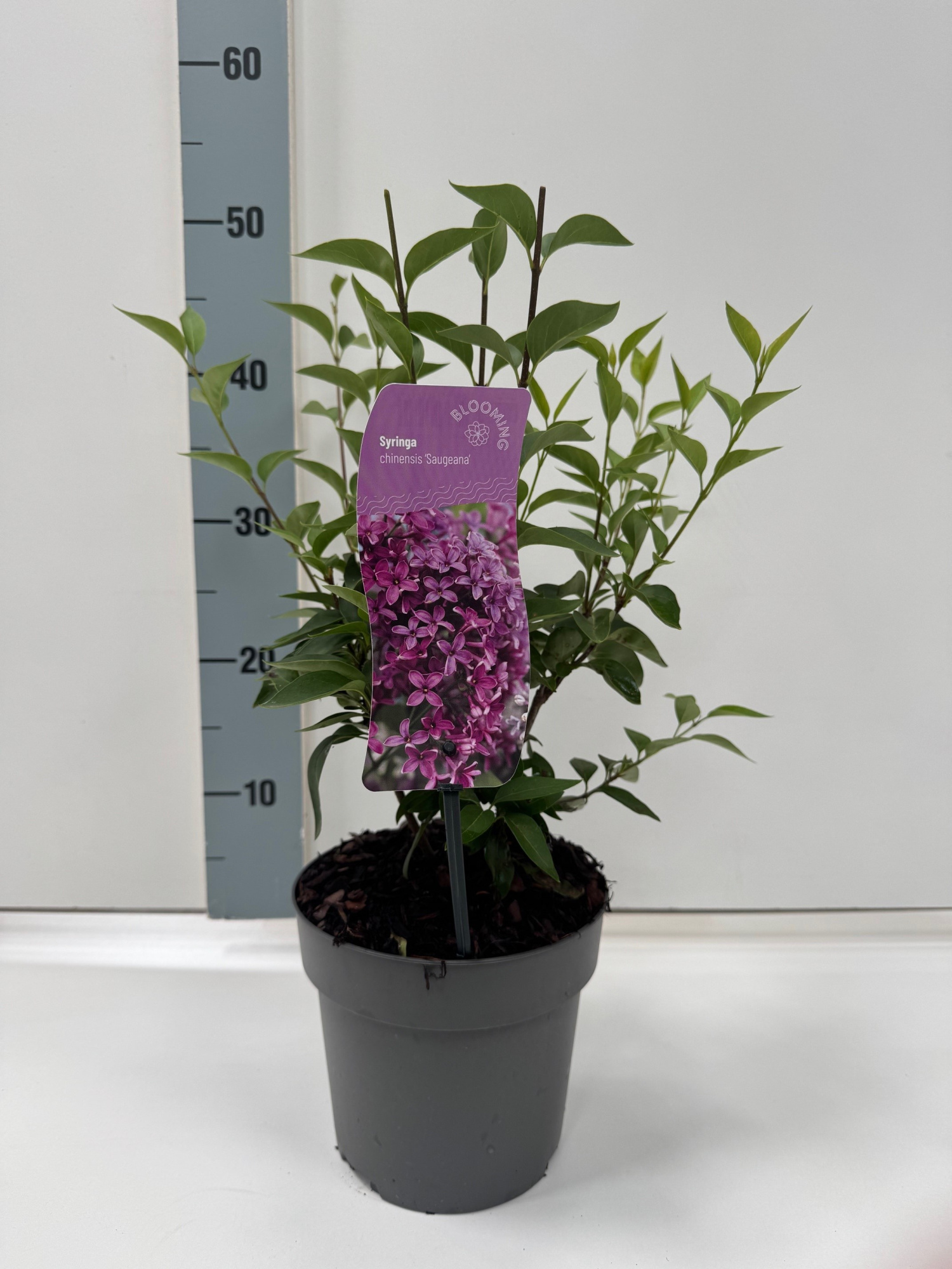 Syringa chinensis 'Saugeana', D 17 cm